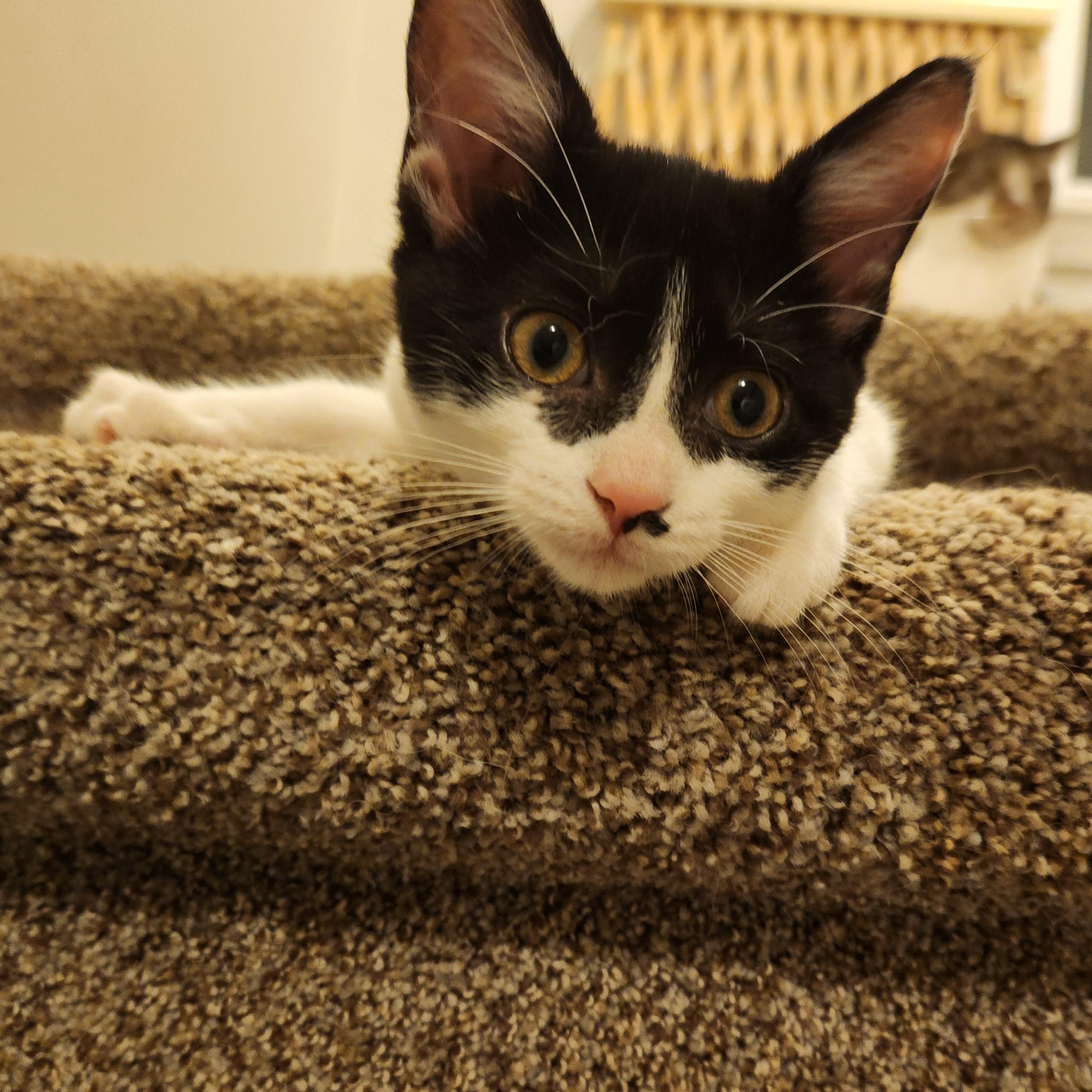 Kittensan Black, a Adoptable Domestic Short Hair in Sterling Heights, MI image 4/4