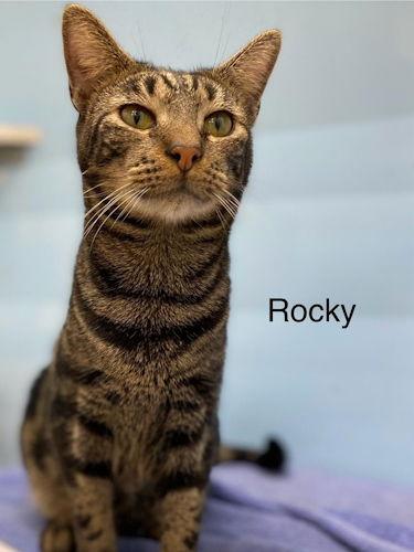 Enlarge Rocky - Center, a Adoptable Domestic Short Hair in Oakland Park, FL image 2/2