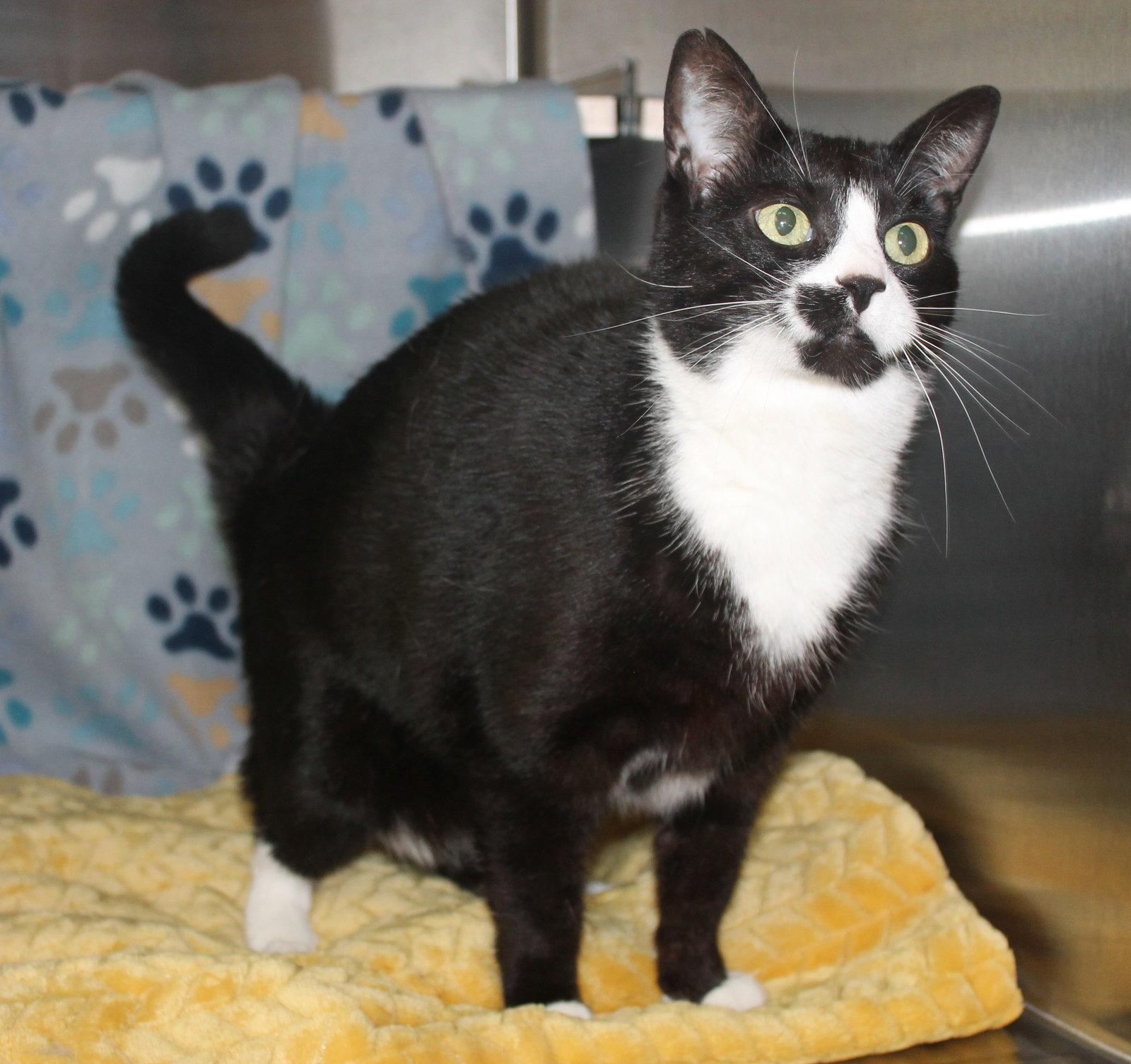 Cookie - 43409, Adoptable, Adult Female Domestic Short Hair & Tuxedo.