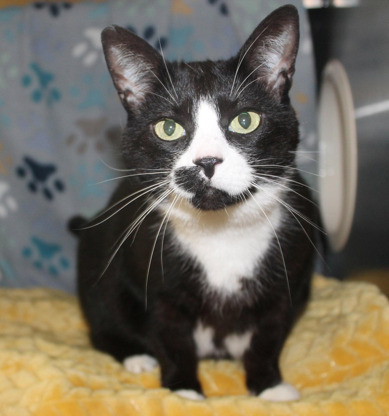 Enlarge Cookie - 43409, a Adoptable mixed breed in Prattville, AL image 2/3