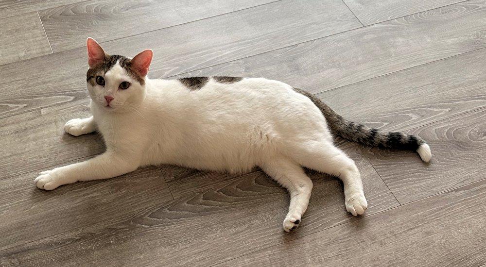 Frank, a ADOPTABLE Domestic Short Hair in White Bear Lake, MN image 6/6