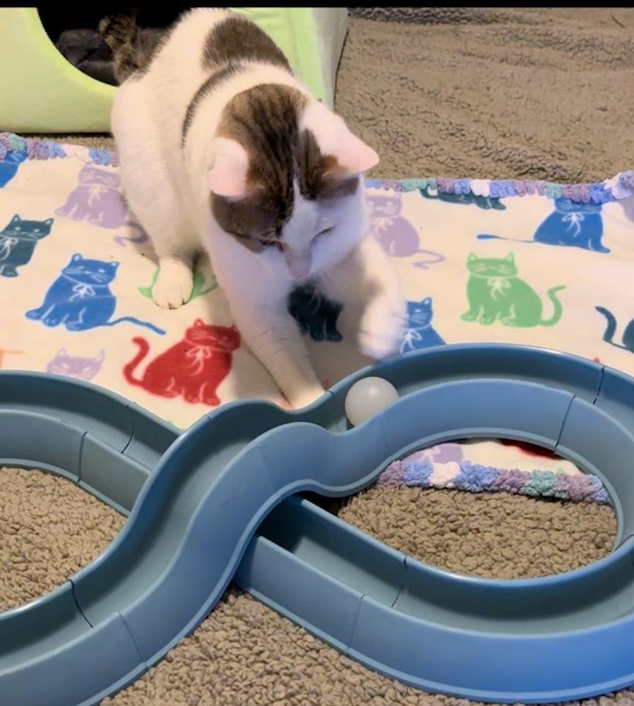 Frank, a ADOPTABLE Domestic Short Hair in White Bear Lake, MN image 5/6