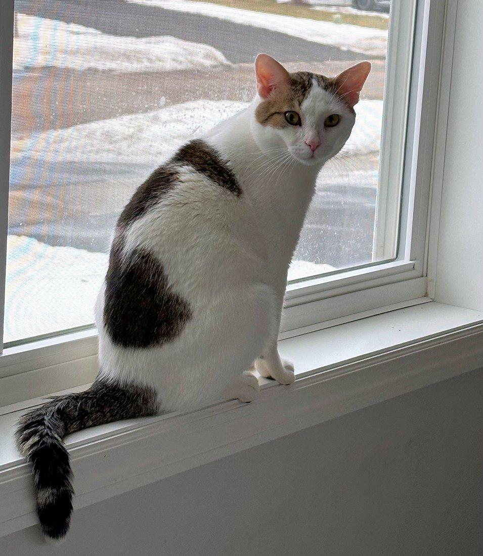 Frank, a ADOPTABLE Domestic Short Hair in White Bear Lake, MN image 4/6