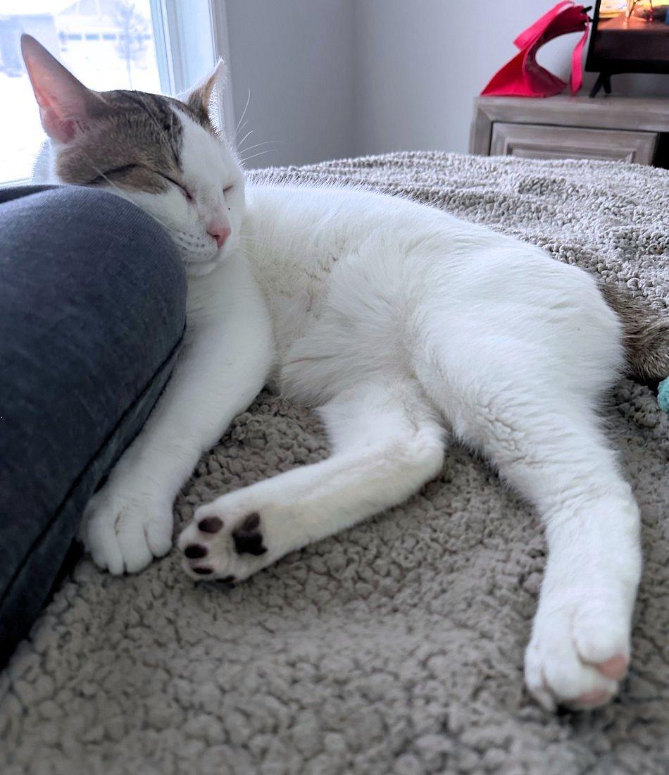 Frank, a ADOPTABLE Domestic Short Hair in White Bear Lake, MN image 3/6