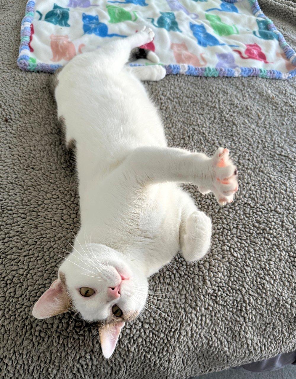 Frank, a ADOPTABLE Domestic Short Hair in White Bear Lake, MN image 2/6