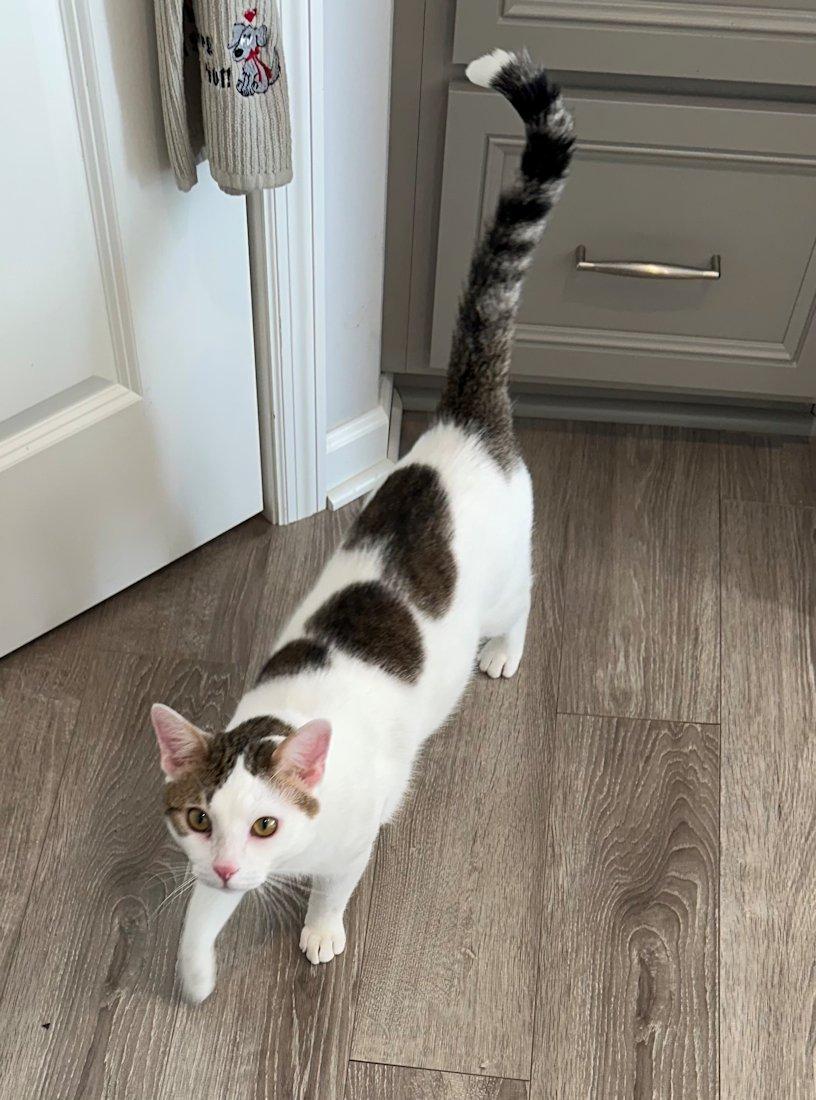 Frank, a ADOPTABLE Domestic Short Hair in White Bear Lake, MN image 1/6