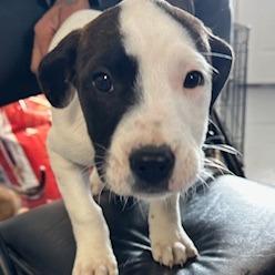 Enlarge Cabo, a Adoptable mixed breed in Grinnell, IA image 1/2