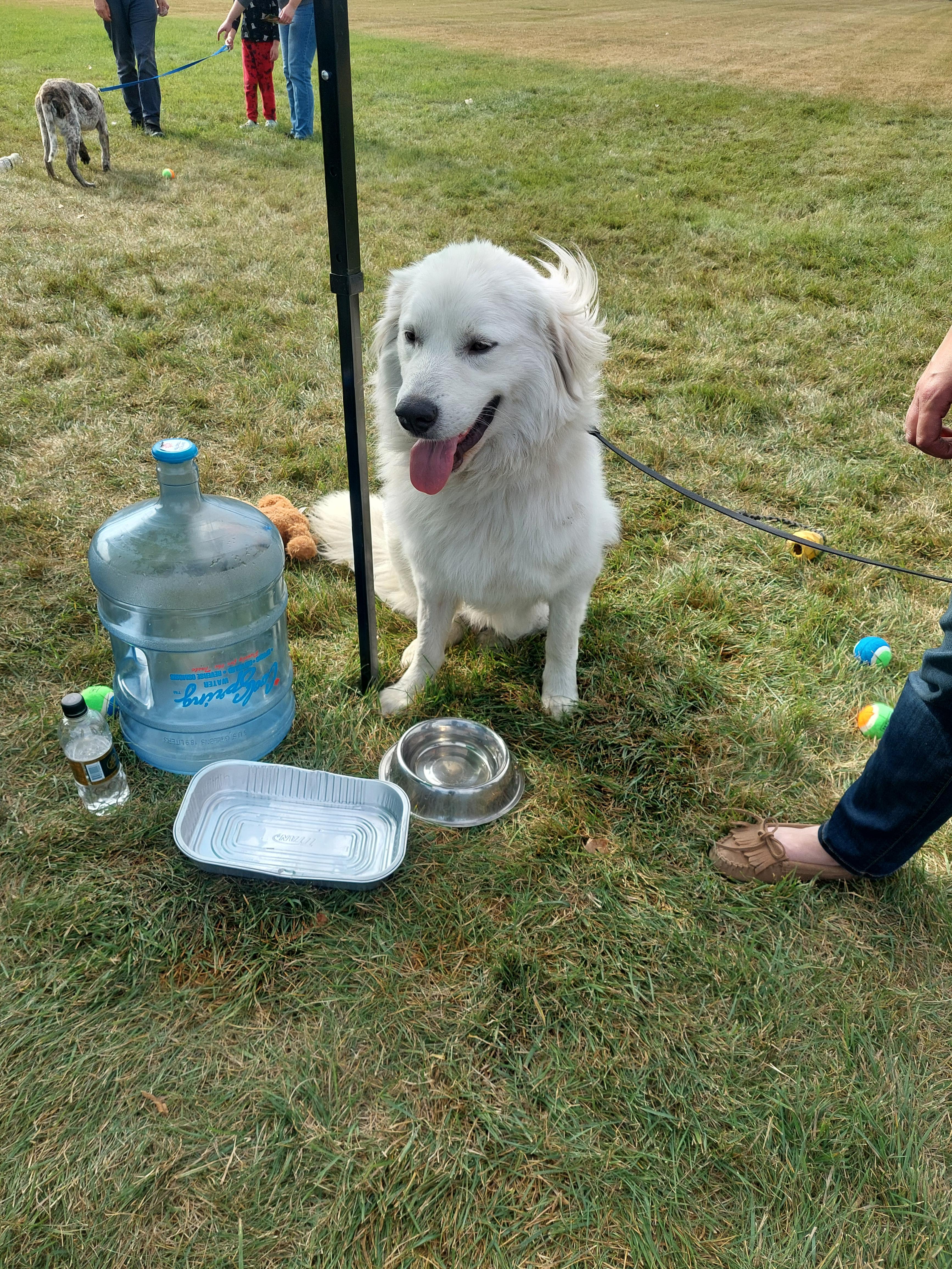 Mojo, an adoptable Great Pyrenees in Edmonton, AB, T5Y 3N6 | Photo Image 1