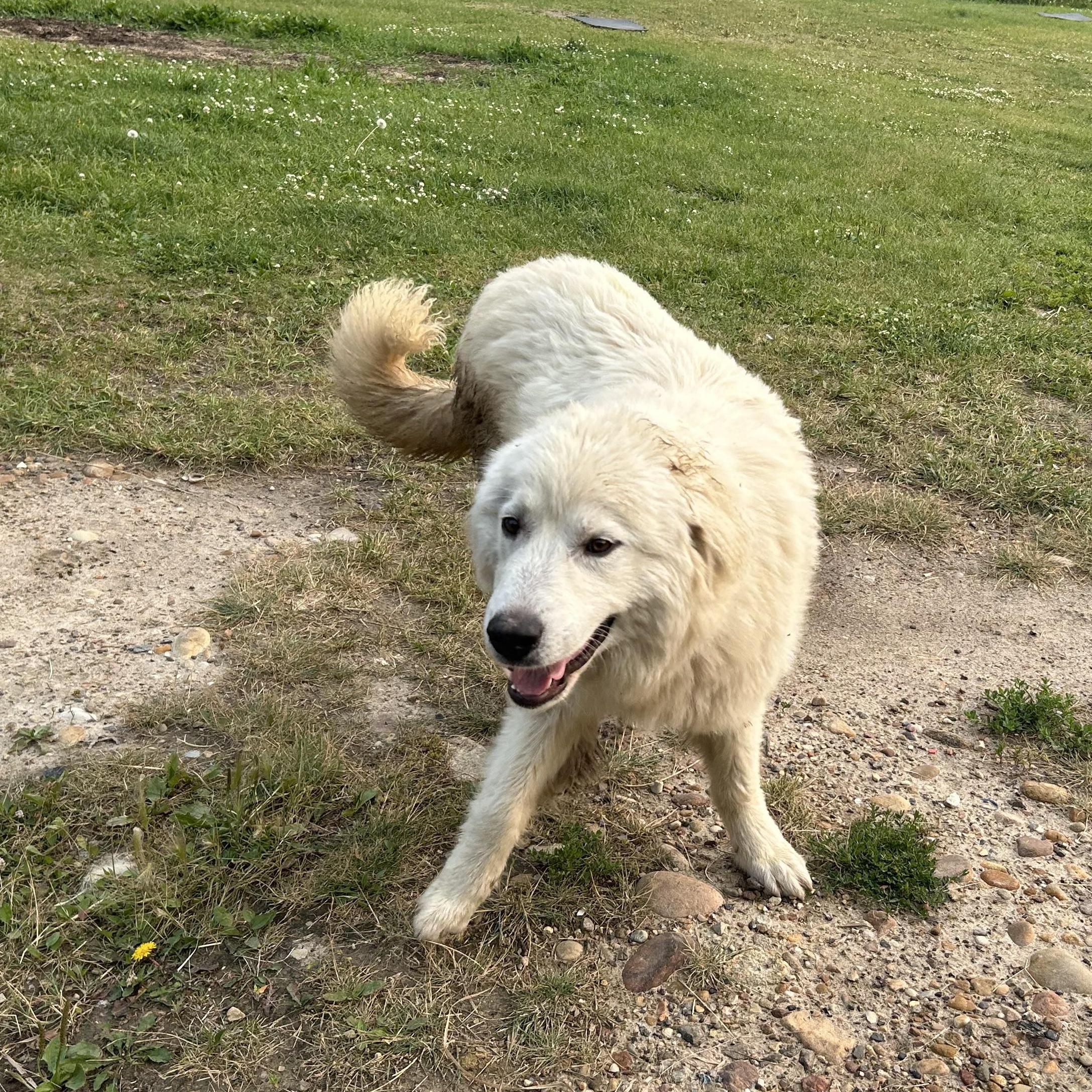 Mojo, an adoptable Great Pyrenees in Edmonton, AB, T5Y 3N6 | Photo Image 4