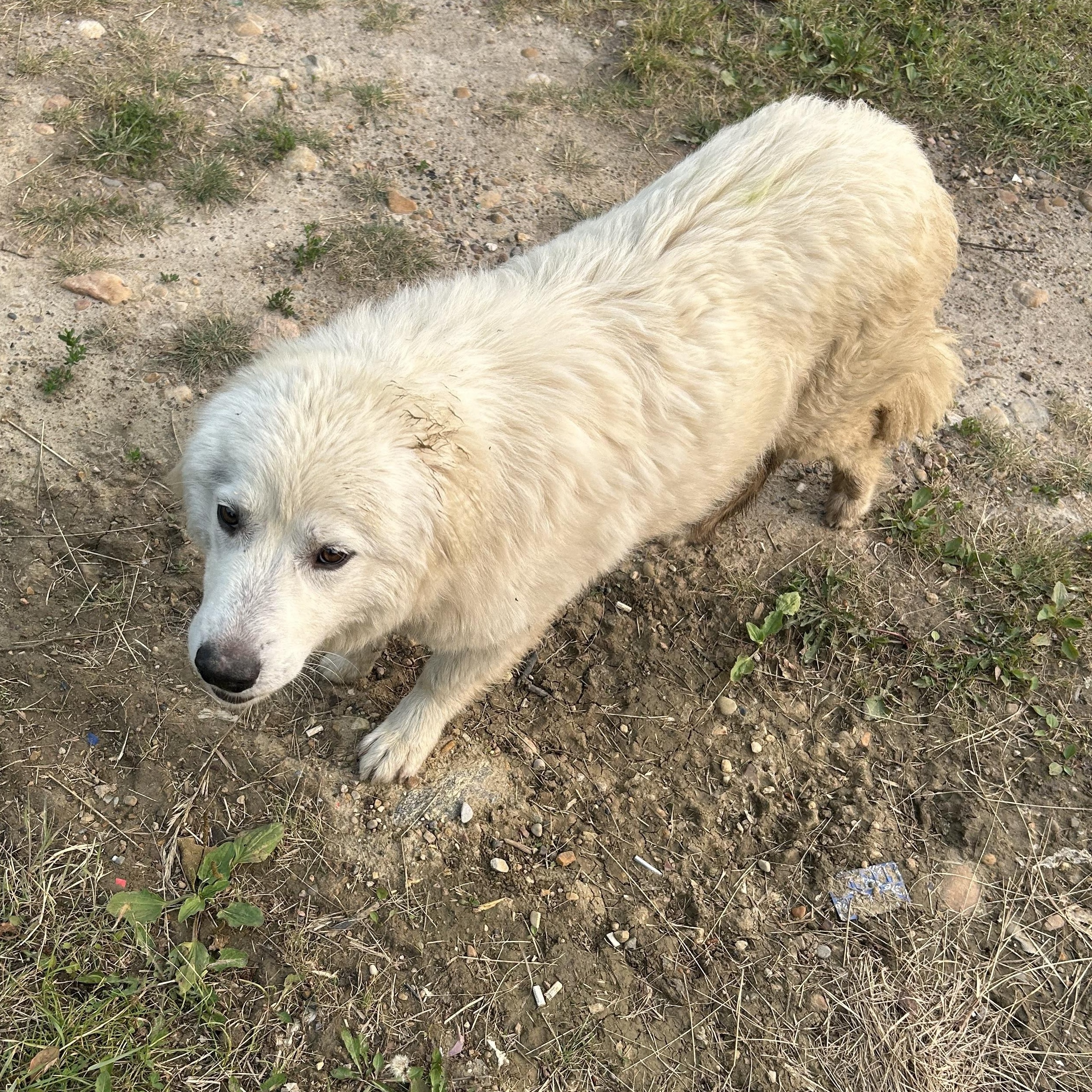 Mojo, an adoptable Great Pyrenees in Edmonton, AB, T5Y 3N6 | Photo Image 3