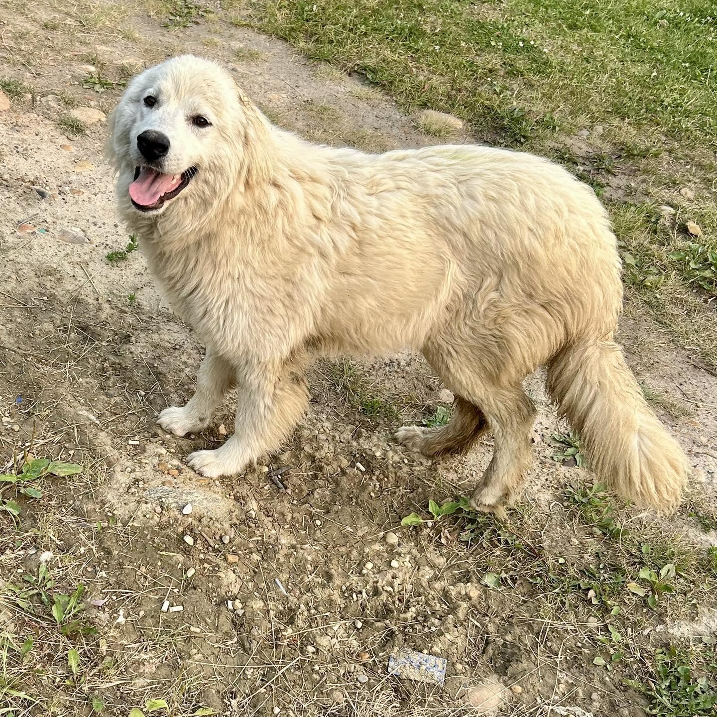 Mojo, an adoptable Great Pyrenees in Edmonton, AB, T5Y 3N6 | Photo Image 2