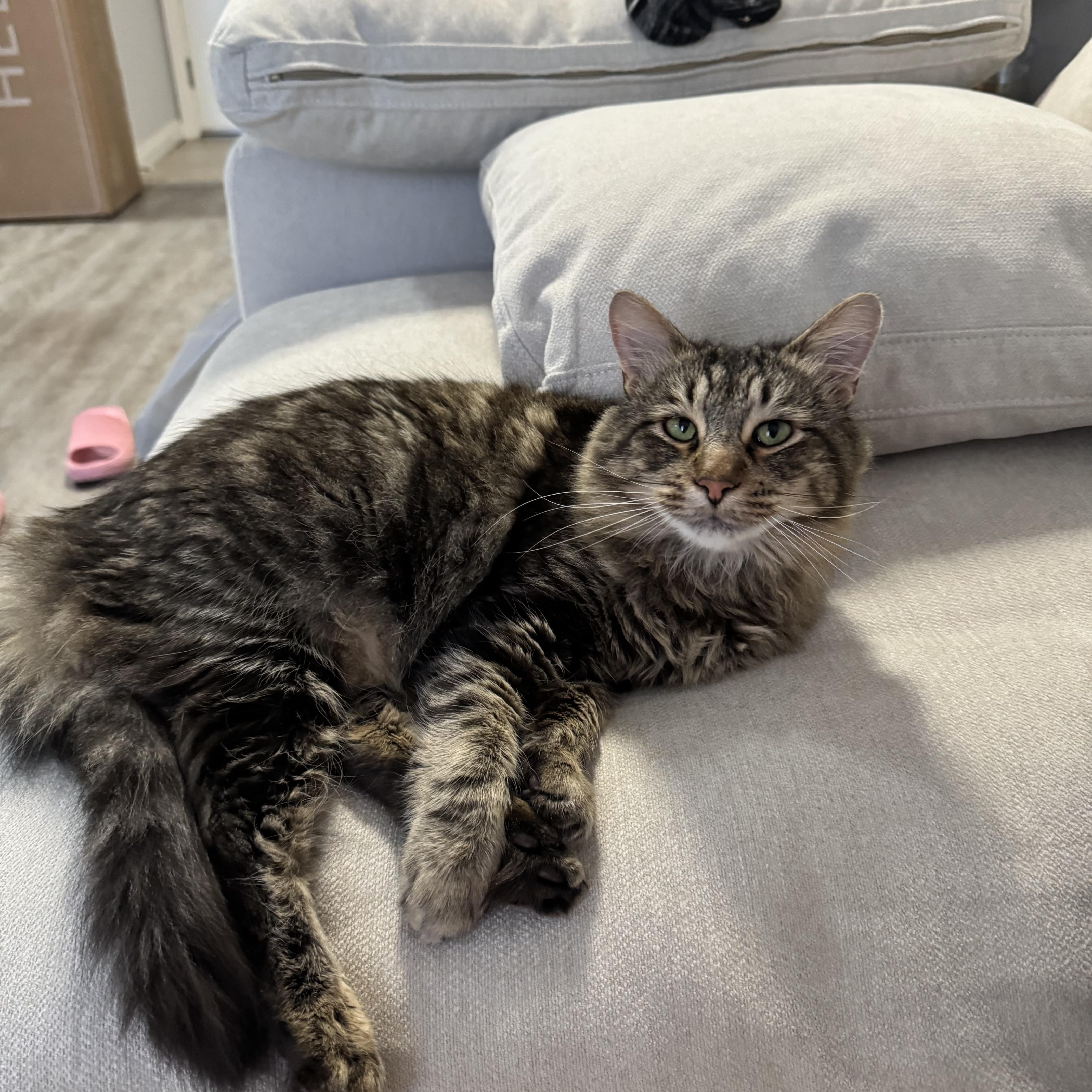 MAVERICK, an adoptable Siberian, Maine Coon in Los Angeles, CA, 90034 | Photo Image 1