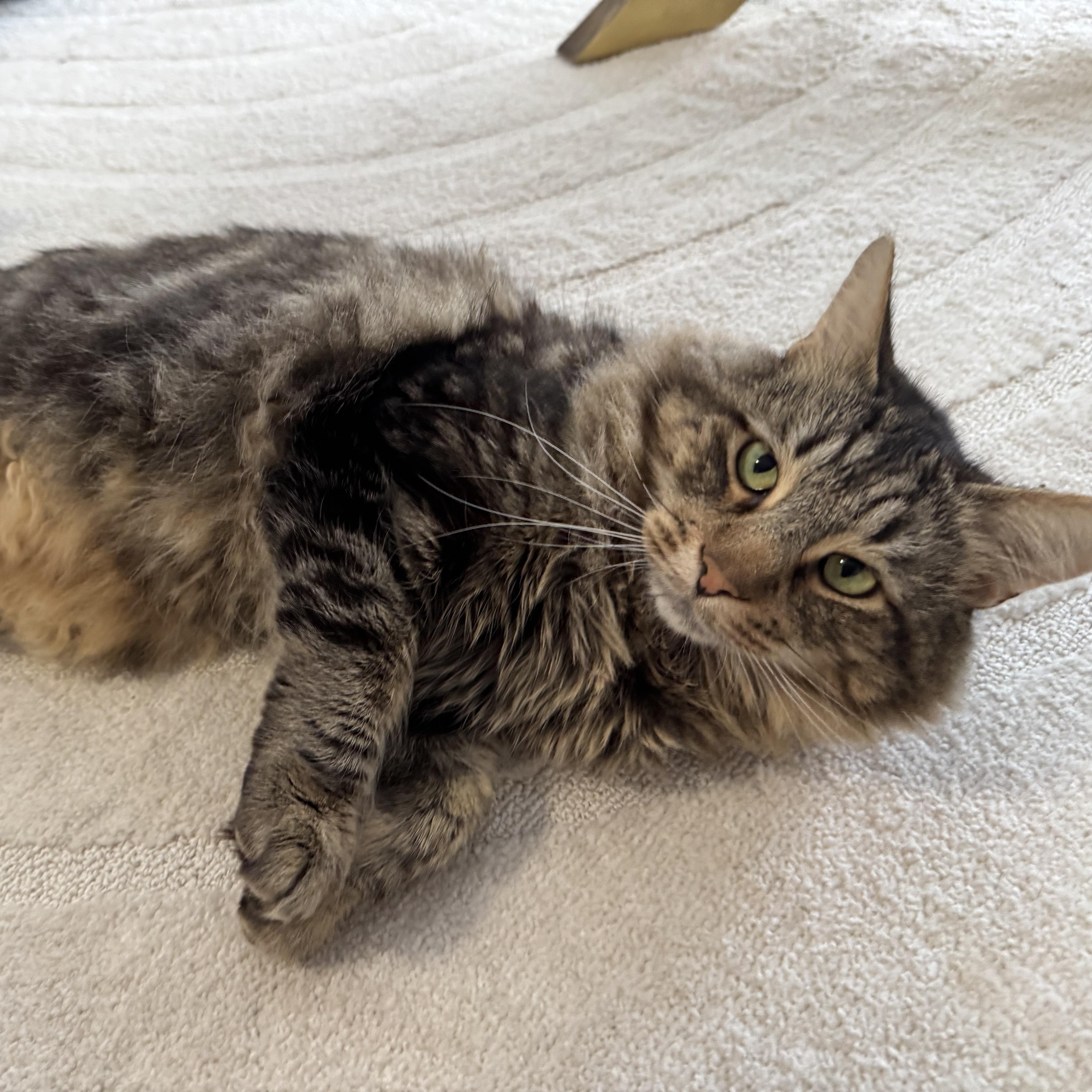 MAVERICK, an adoptable Siberian, Maine Coon in Los Angeles, CA, 90034 | Photo Image 2
