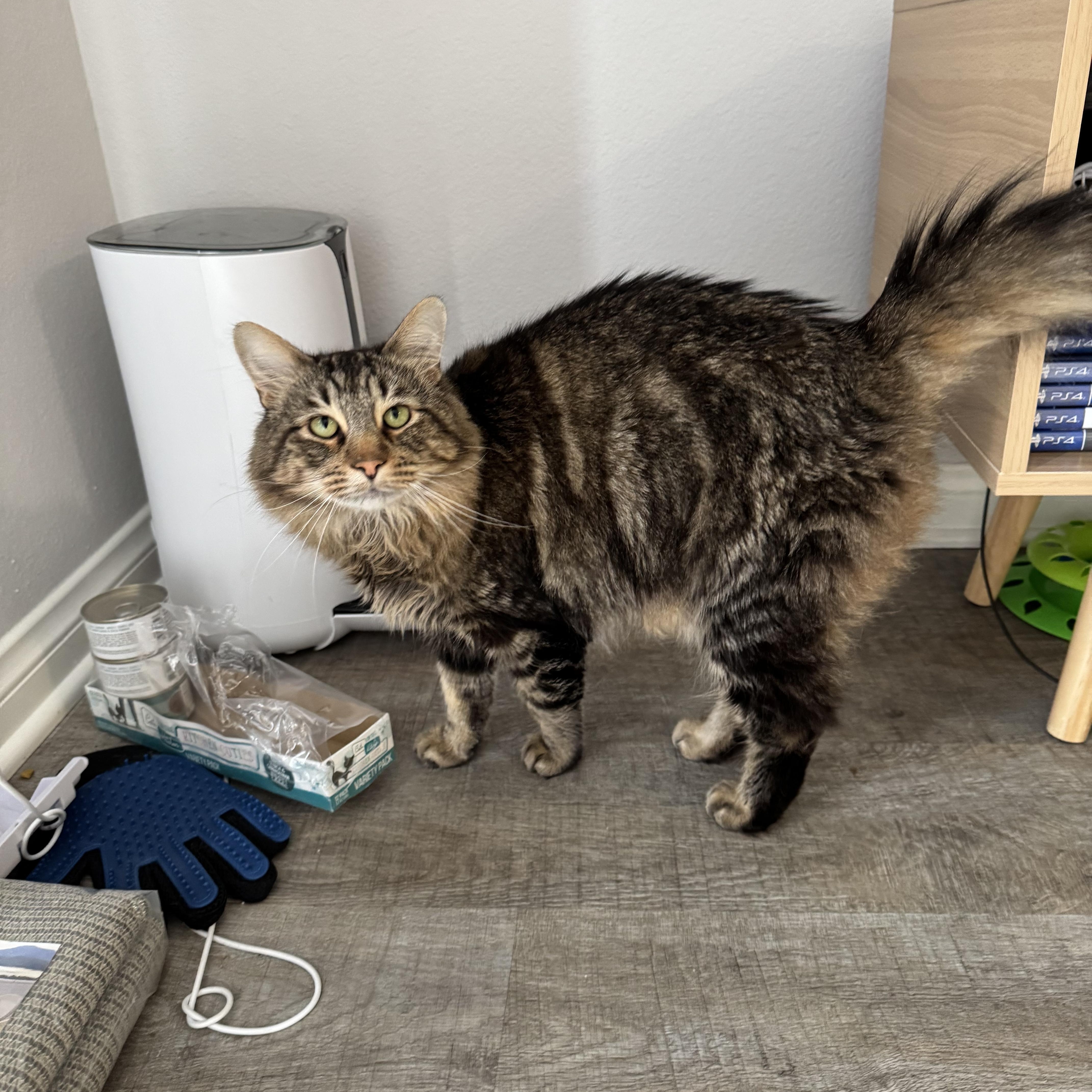 MAVERICK, an adoptable Siberian, Maine Coon in Los Angeles, CA, 90034 | Photo Image 3