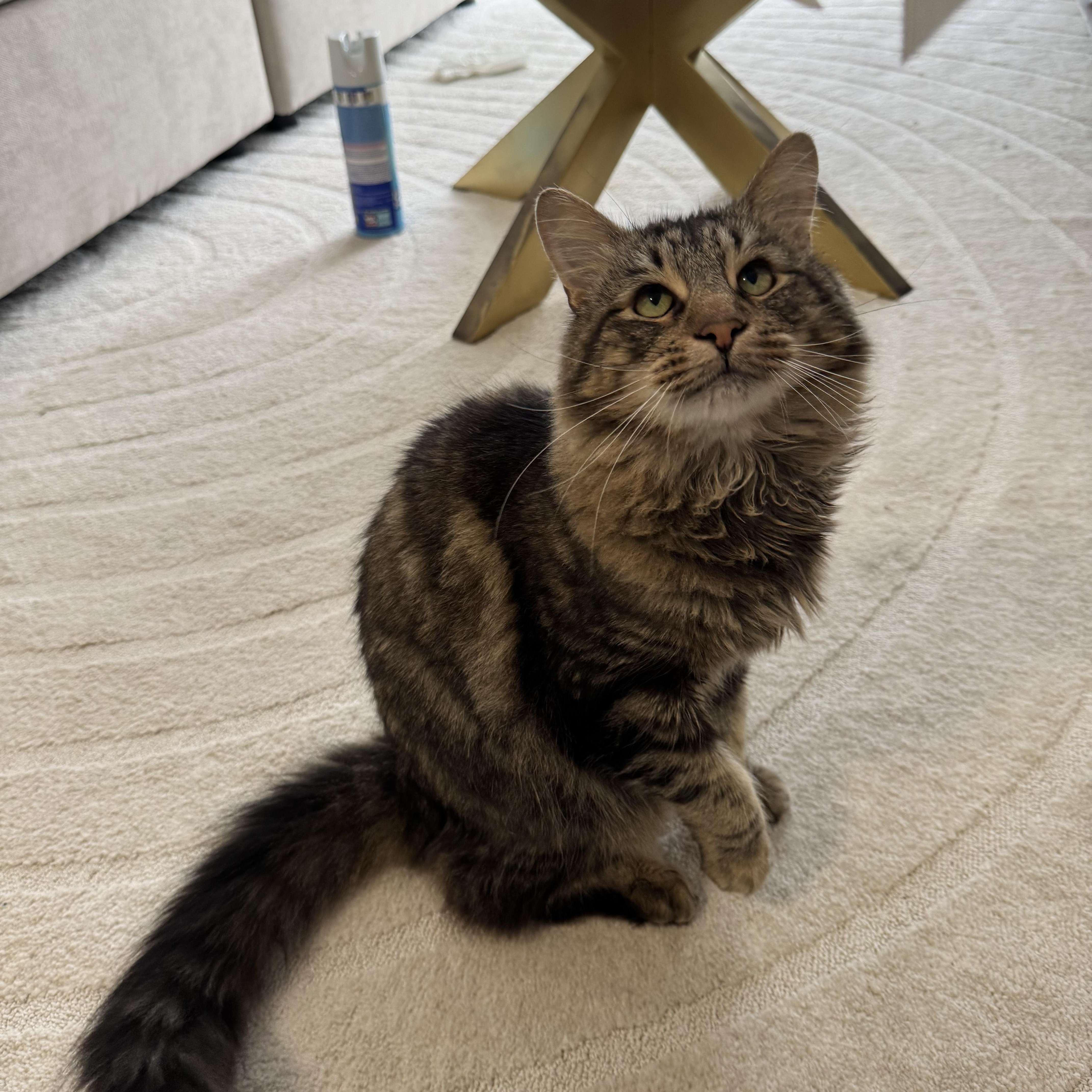 MAVERICK, an adoptable Siberian, Maine Coon in Los Angeles, CA, 90034 | Photo Image 4