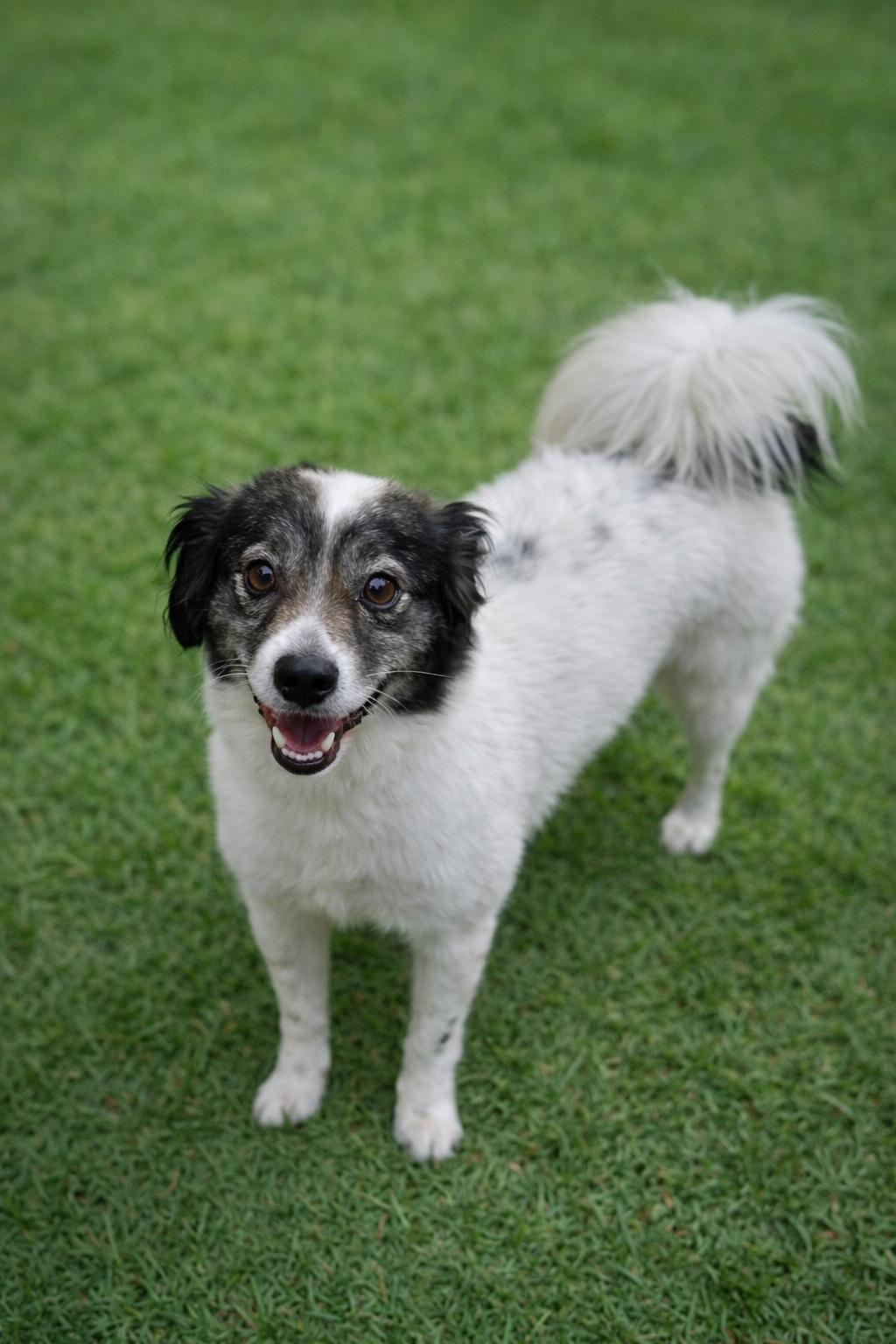Enlarge Chico, an adopted mixed breed in Lodi, CA image 4/5