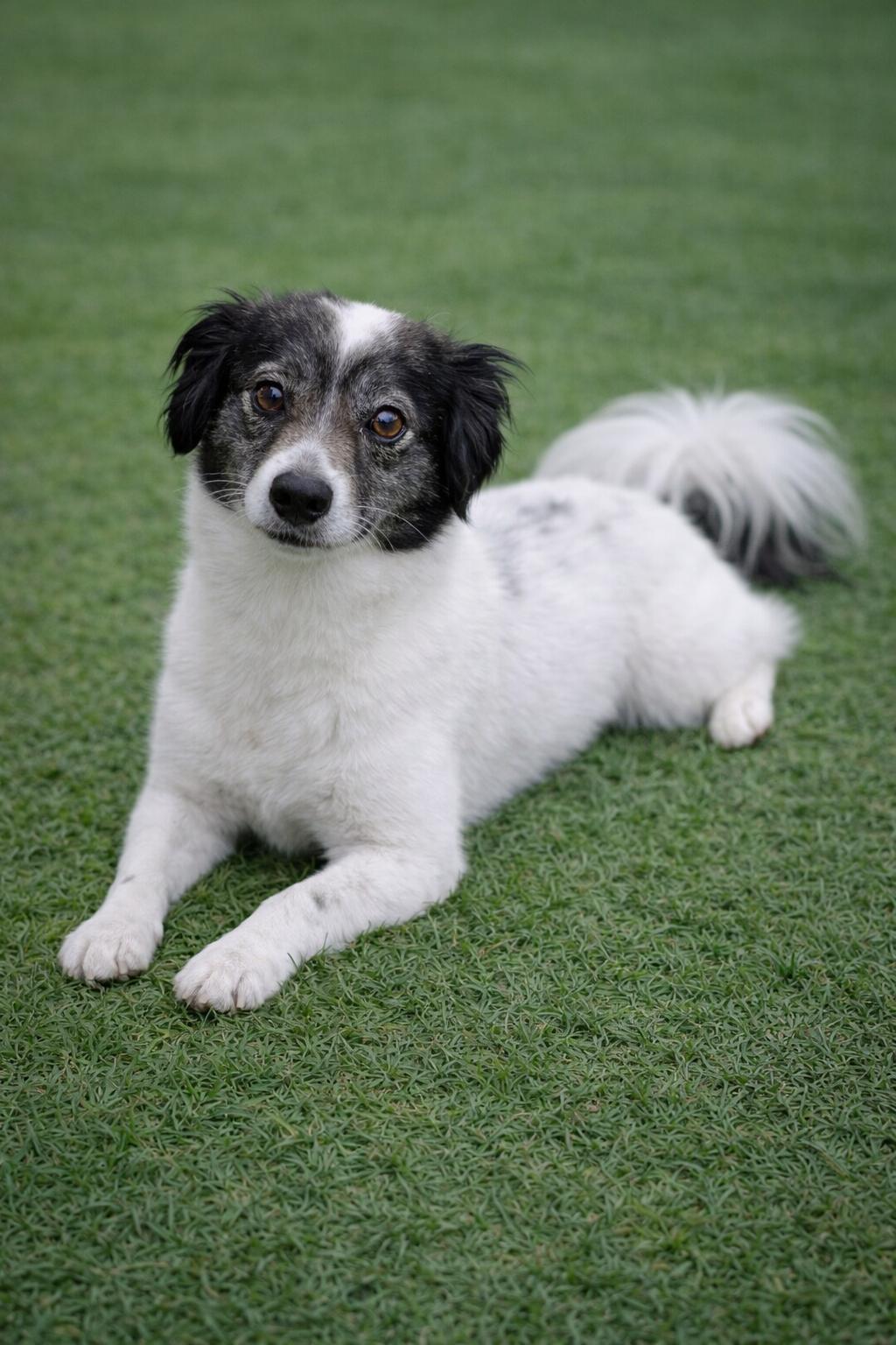 Enlarge Chico, an adopted mixed breed in Lodi, CA image 3/5
