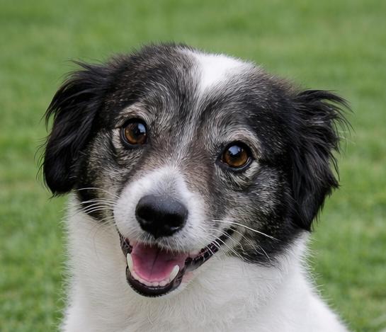 Enlarge Chico, an adopted mixed breed in Lodi, CA image 1/5