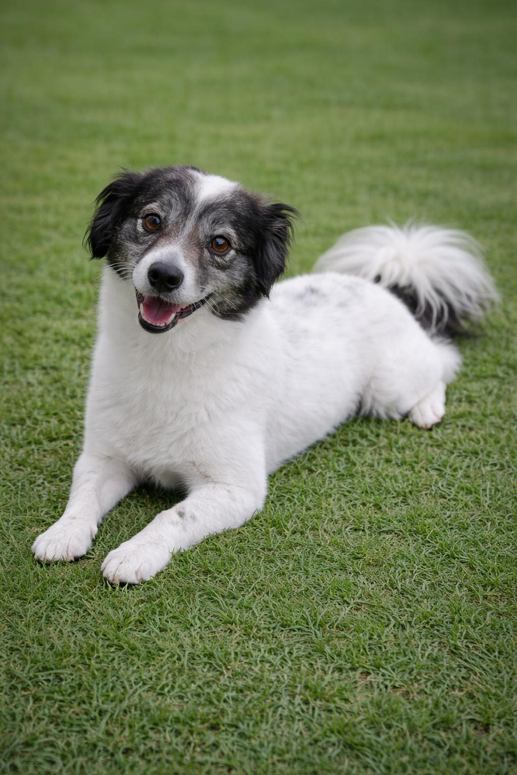 Enlarge Chico, an adopted mixed breed in Lodi, CA image 5/5