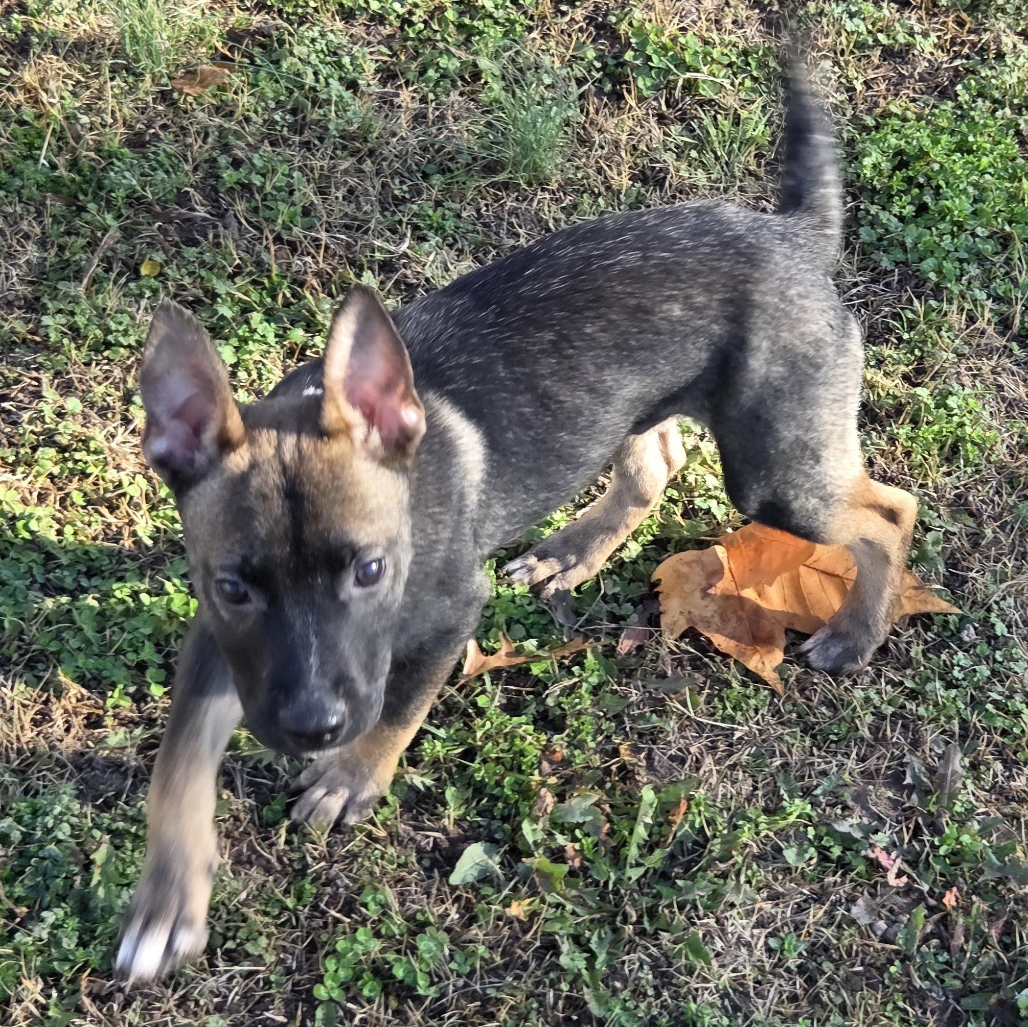 Enlarge Soren, a ADOPTABLE mixed breed in Owasso, OK image 1/3