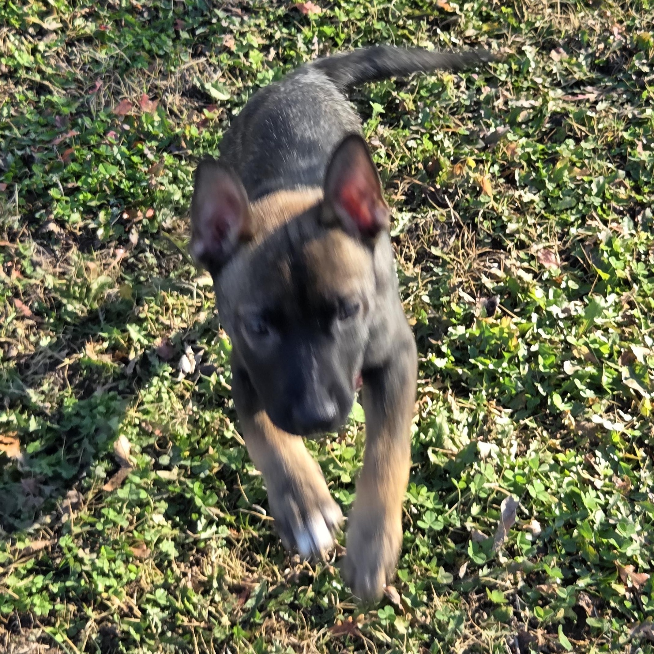 Enlarge Soren, a ADOPTABLE mixed breed in Owasso, OK image 2/3