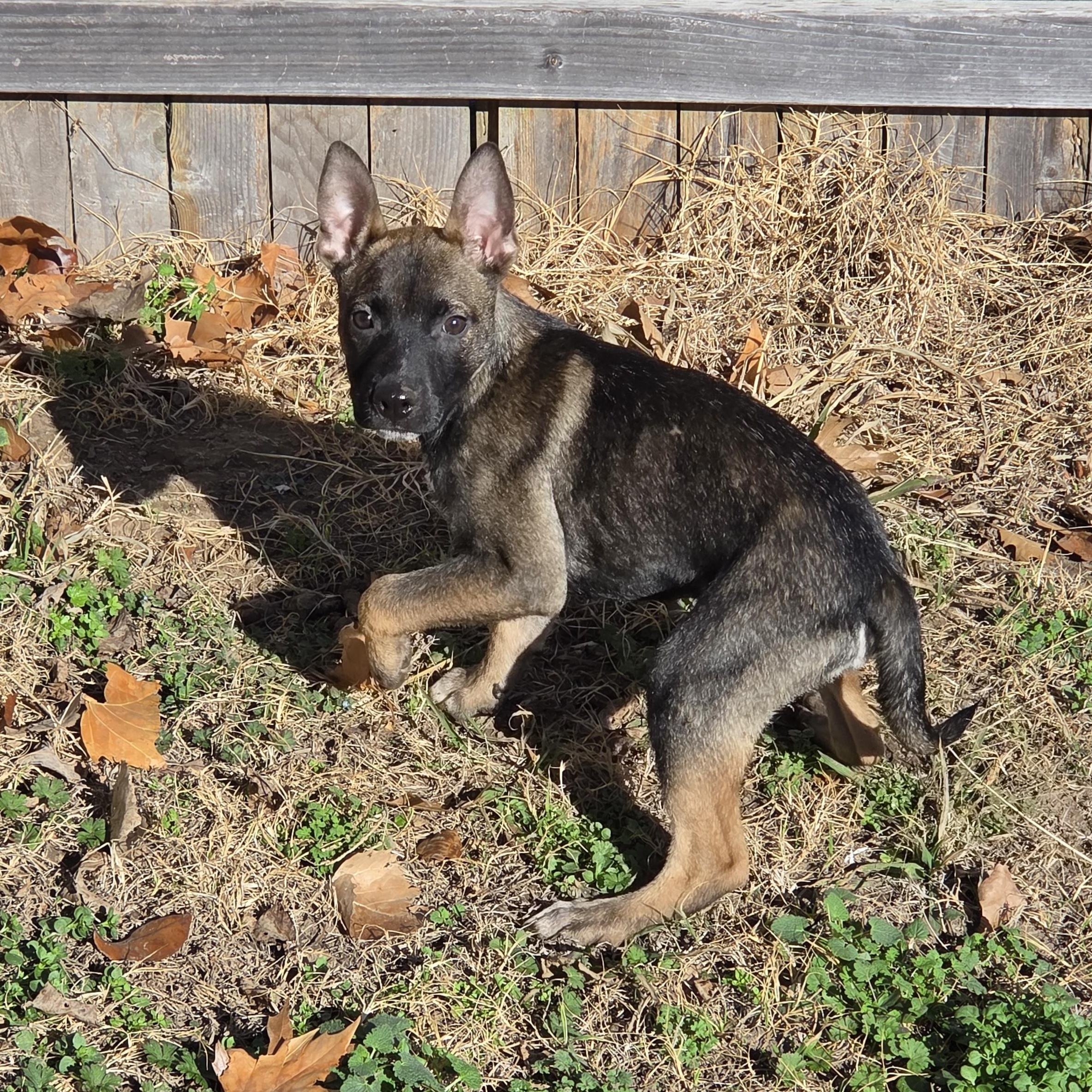 Enlarge Soren, a ADOPTABLE mixed breed in Owasso, OK image 3/3