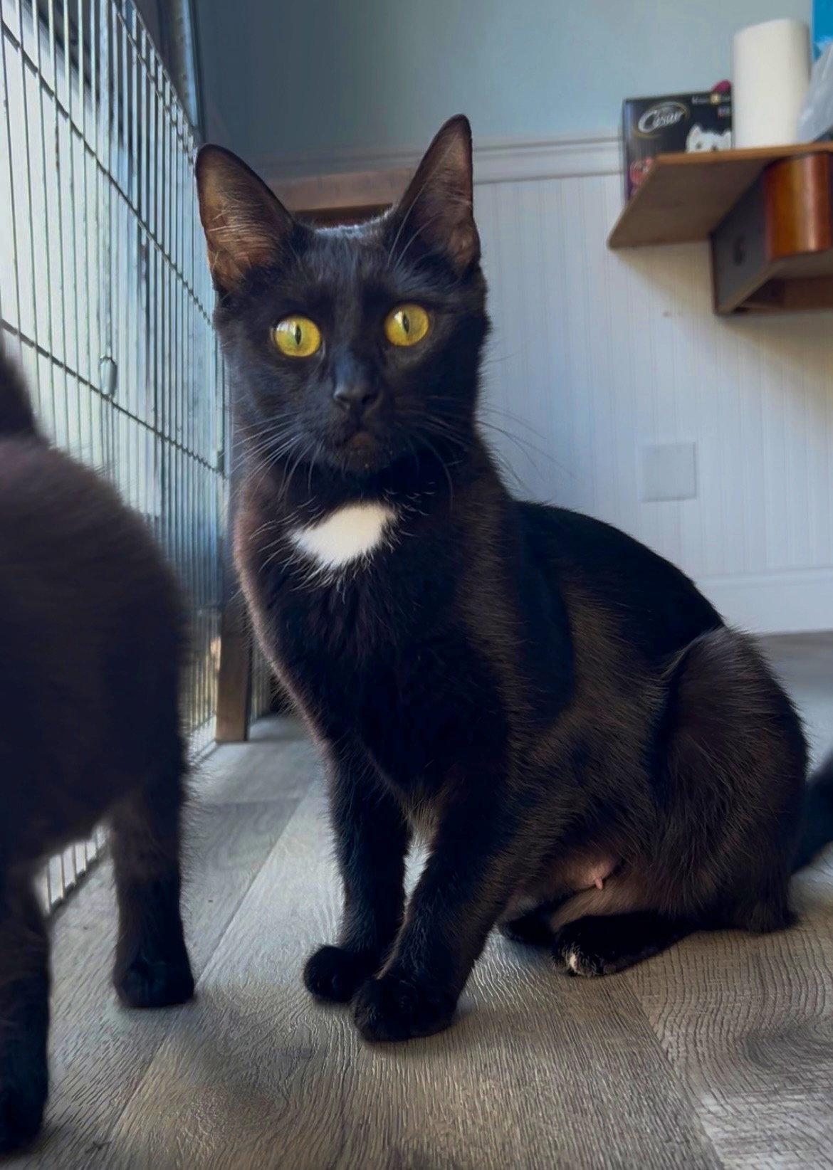 JENNY - Young and Social, Adoptable, Young Female Domestic Short Hair.