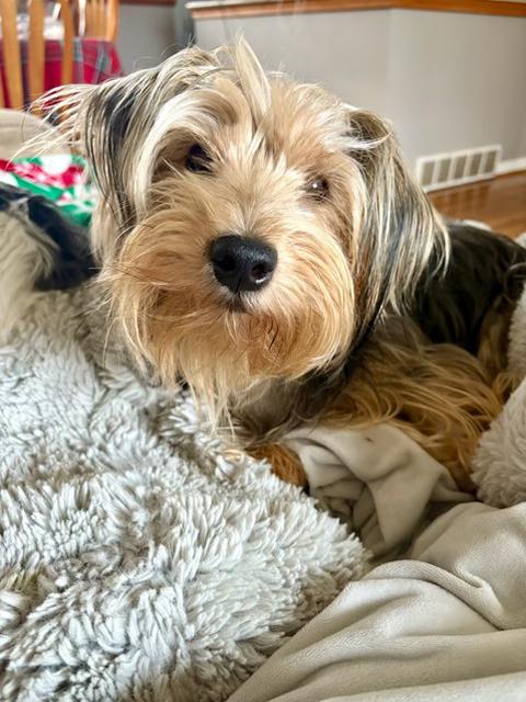 Enlarge Brandy, a ADOPTABLE mixed breed in Pontiac, MI image 1/1