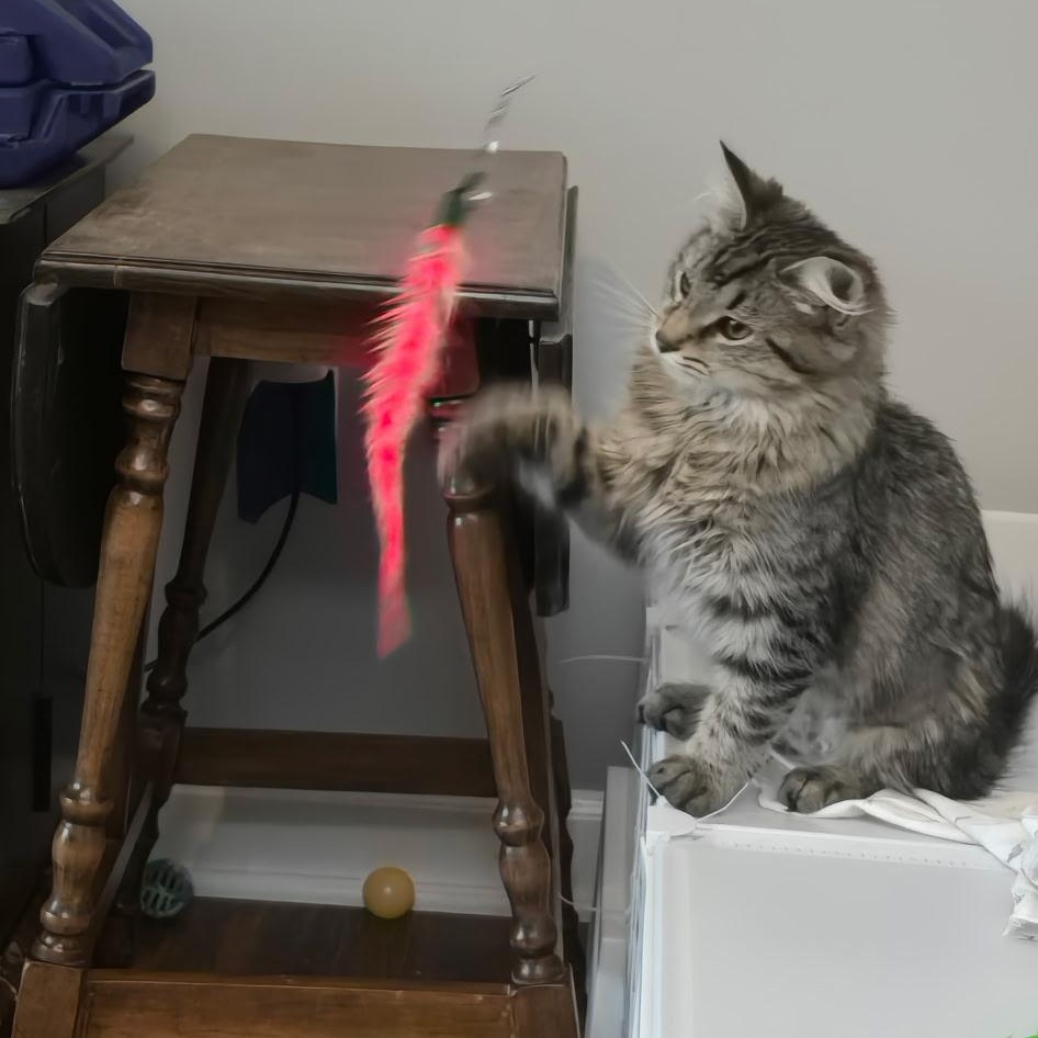 Squirt , a ADOPTABLE Domestic Short Hair in North East, MD image 2/3