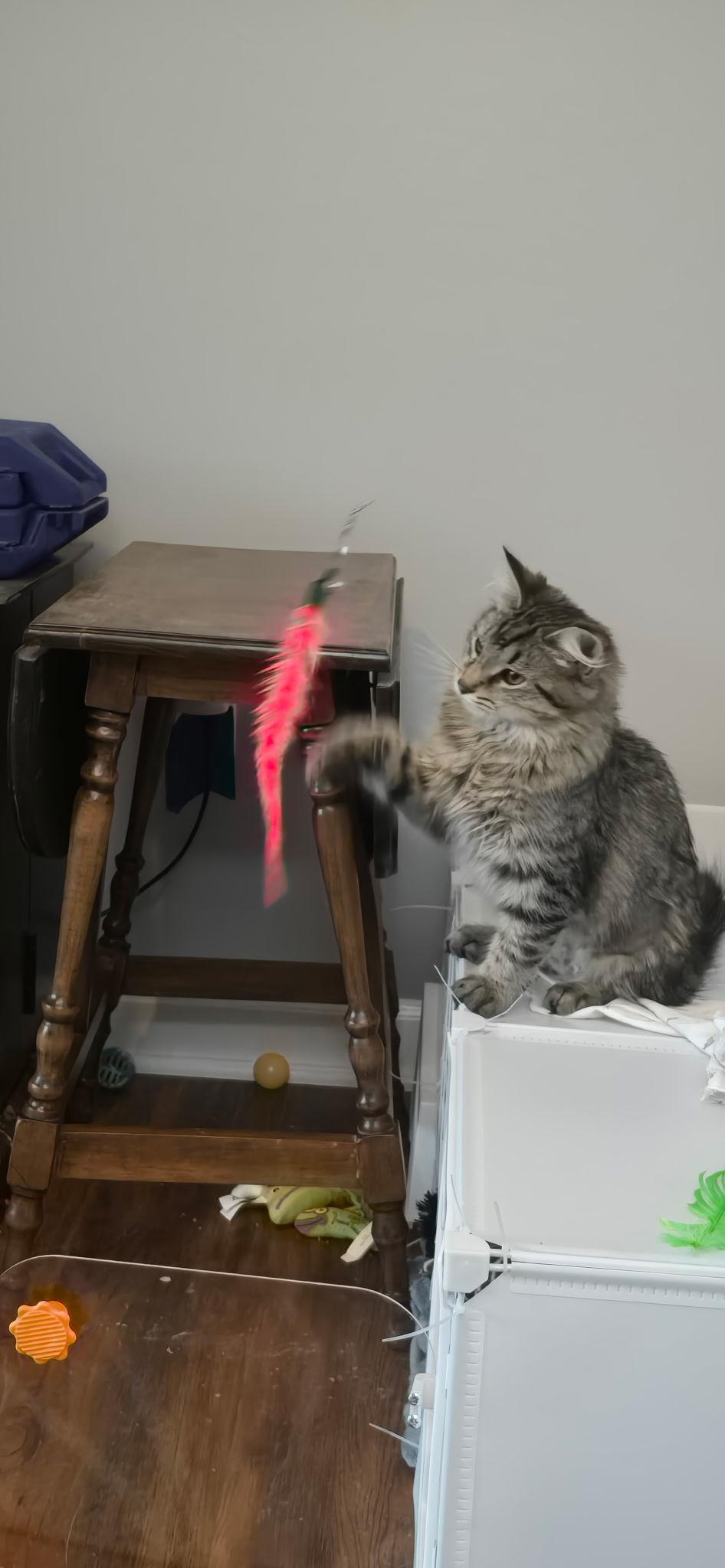 Squirt , a ADOPTABLE Domestic Short Hair in North East, MD image 3/3