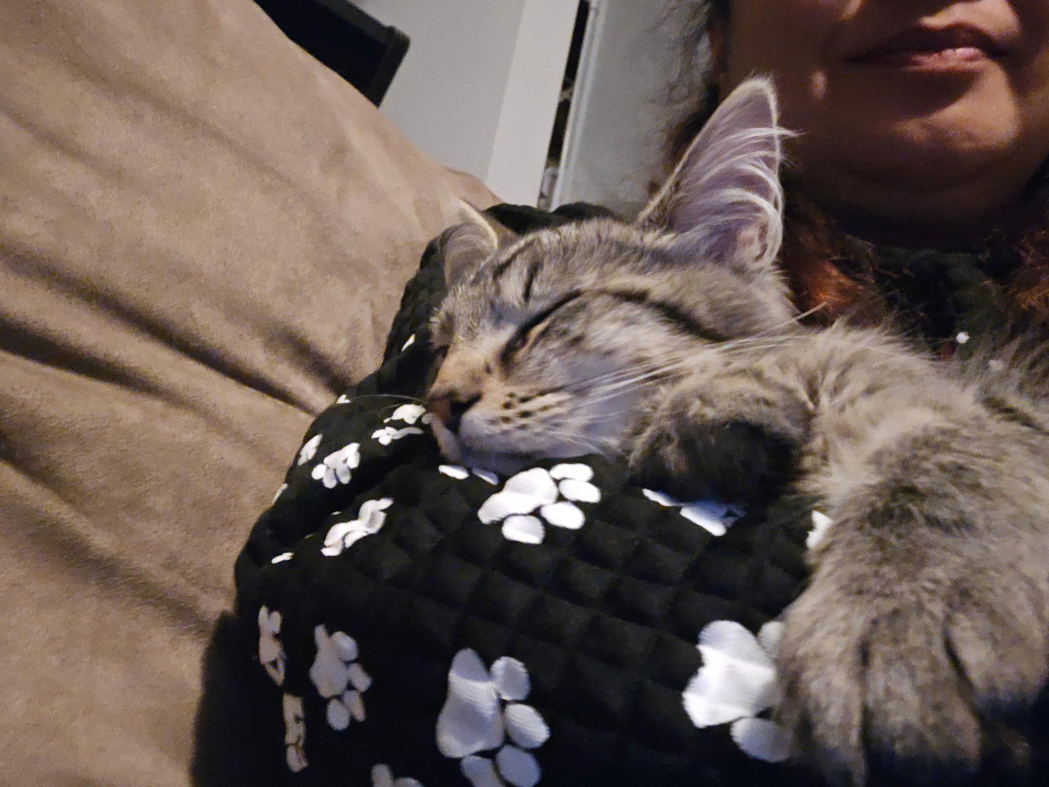 Squirt , a ADOPTABLE Domestic Short Hair in North East, MD image 1/3