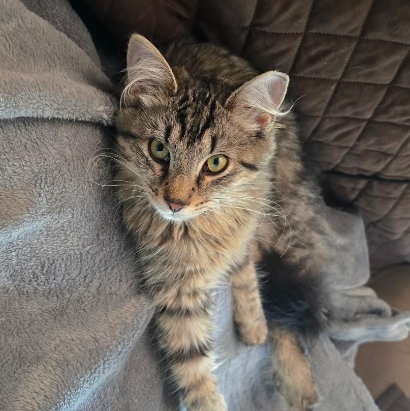 Squirt , a ADOPTABLE Domestic Short Hair in North East, MD image 1/3
