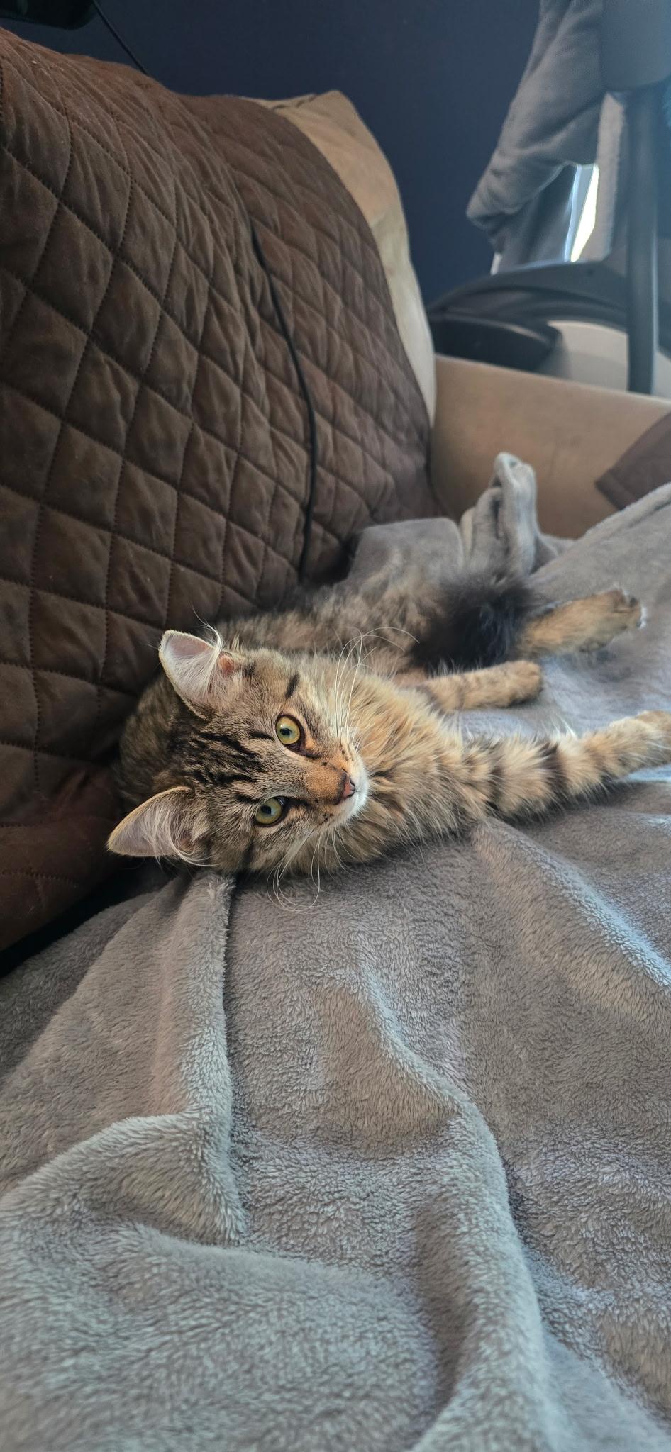 Squirt , a ADOPTABLE Domestic Short Hair in North East, MD image 2/3