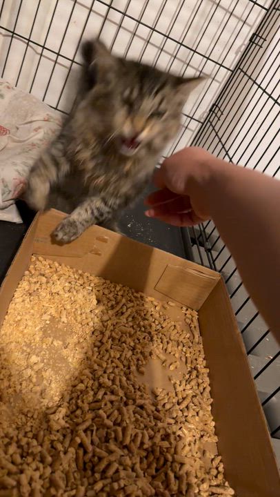 Enlarge Squirt , a ADOPTABLE Domestic Short Hair in North East, MD video 3/3