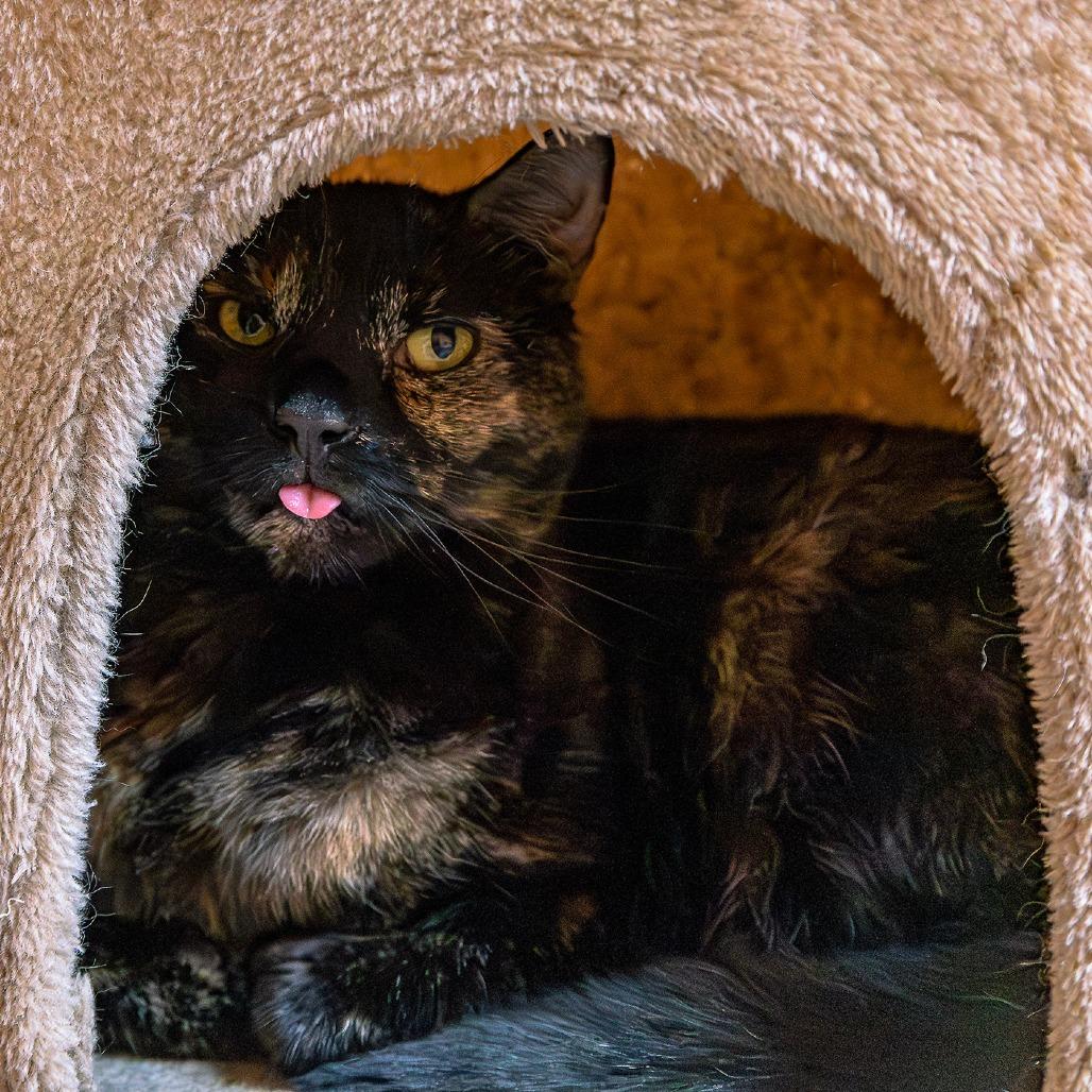 Jasmine, Adoptable, Senior Female Domestic Short Hair.