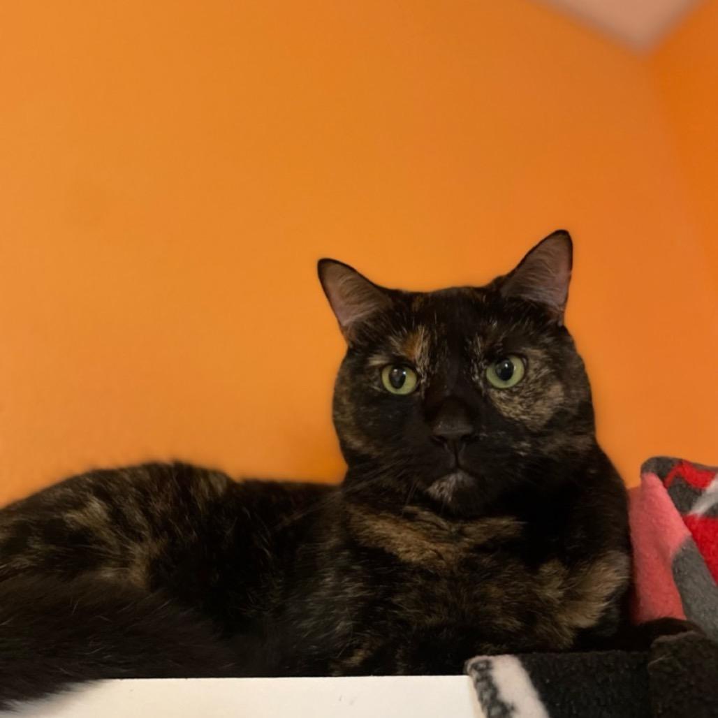 Enlarge Jasmine, a Adoptable Domestic Short Hair in Fulton, TX image 1/1