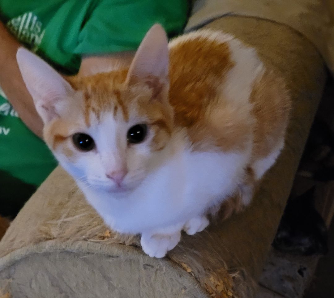 Coco, Adoptable, Young Female Domestic Short Hair.