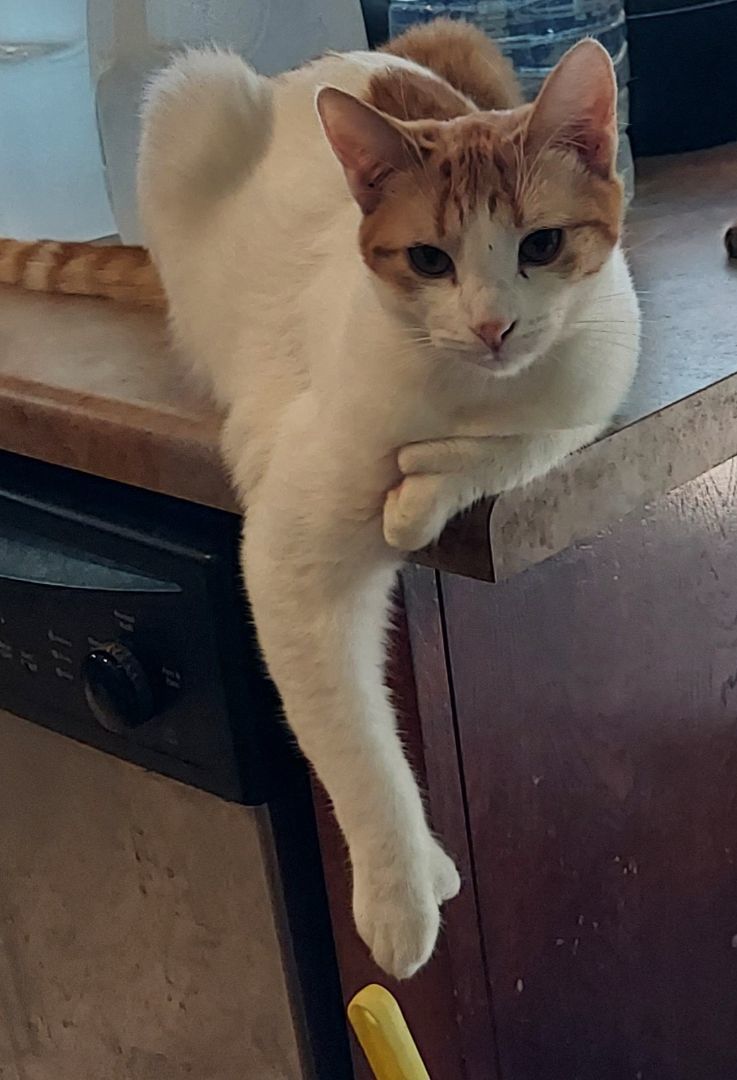 Enlarge Coco, a Adoptable Domestic Short Hair in RIVERSIDE, CA image 2/3