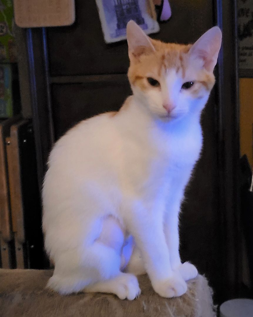 Enlarge Coco, a Adoptable Domestic Short Hair in RIVERSIDE, CA image 3/3