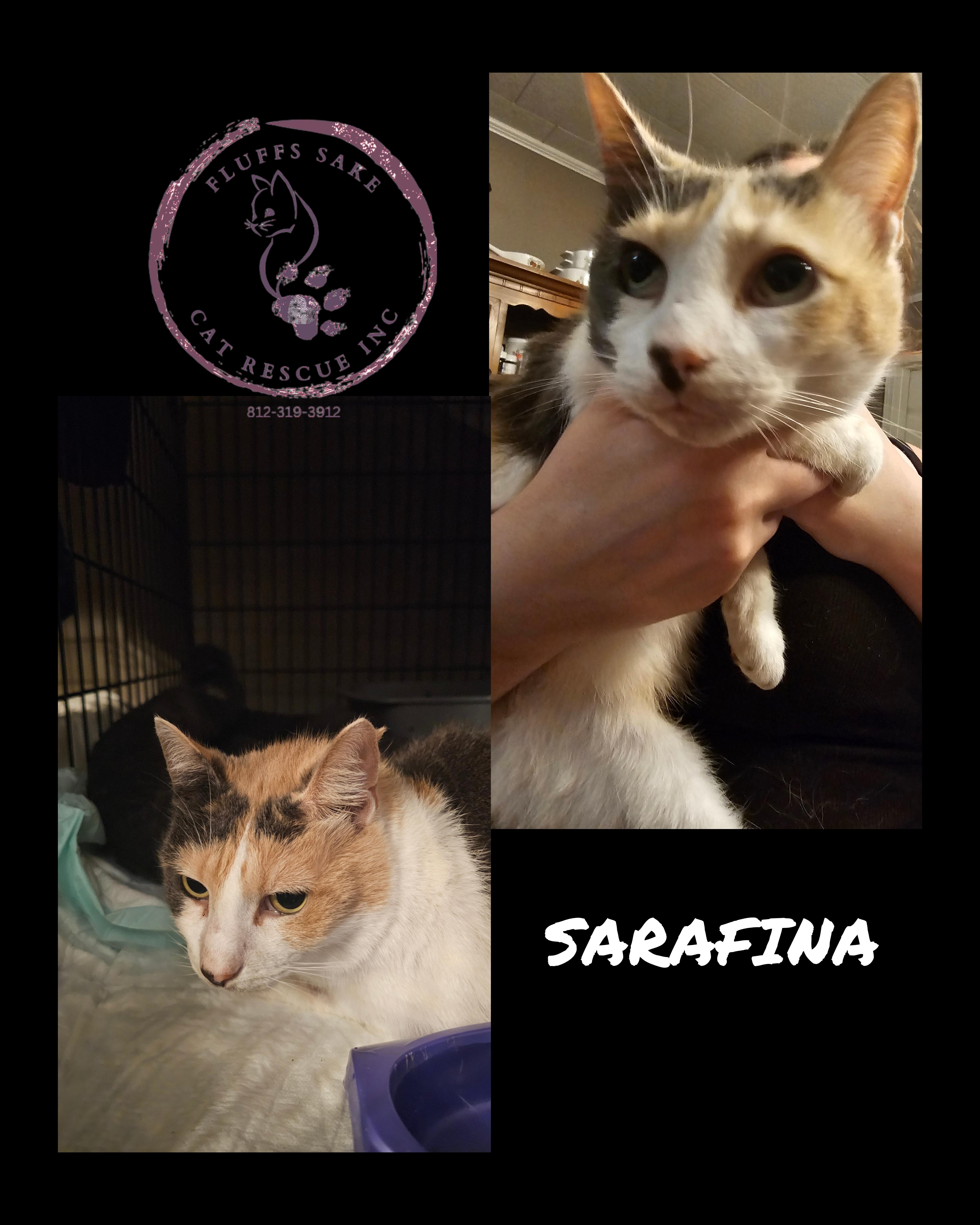 Enlarge Sarafina, a Adopted Domestic Medium Hair in Central City, KY image 1/1