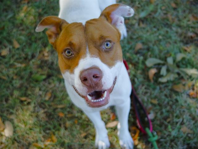 LEON, Adoptable, Young Male Pointer & Mixed Breed.