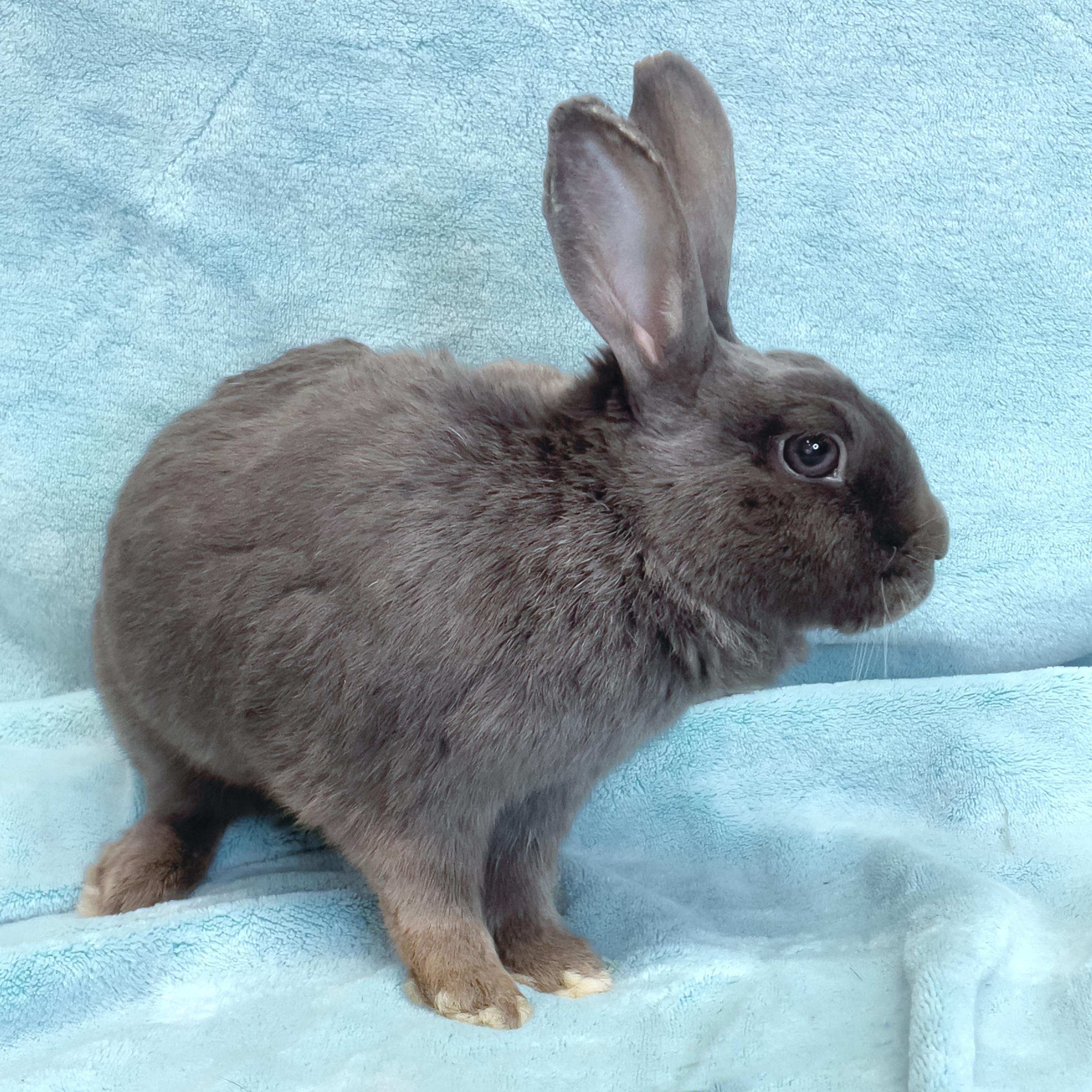 Lavender, a Adoptable Satin in Chicago, IL image 2/3