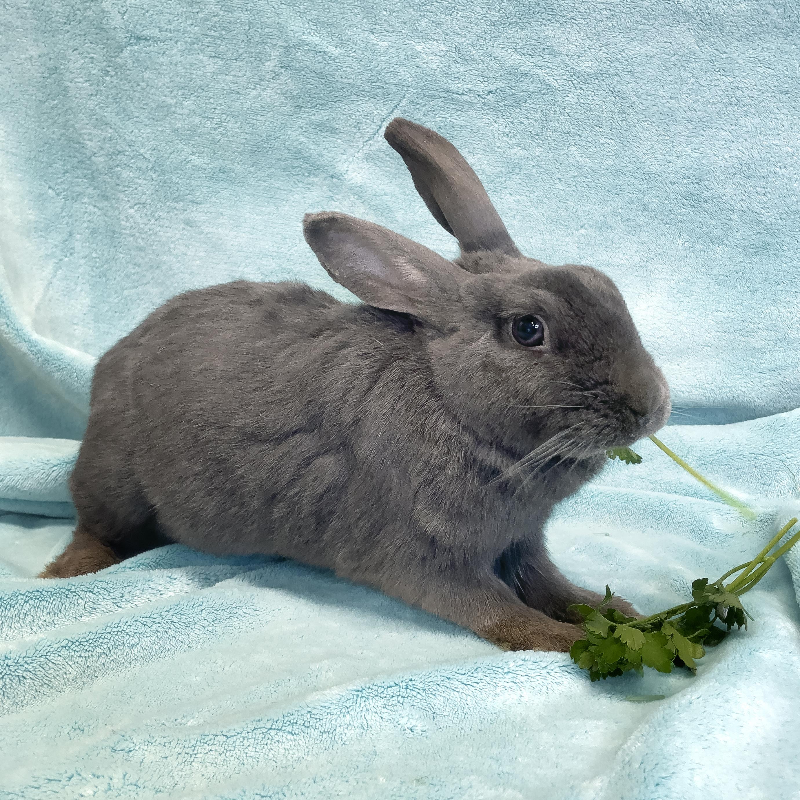 Lavender, a Adoptable Satin in Chicago, IL image 1/3
