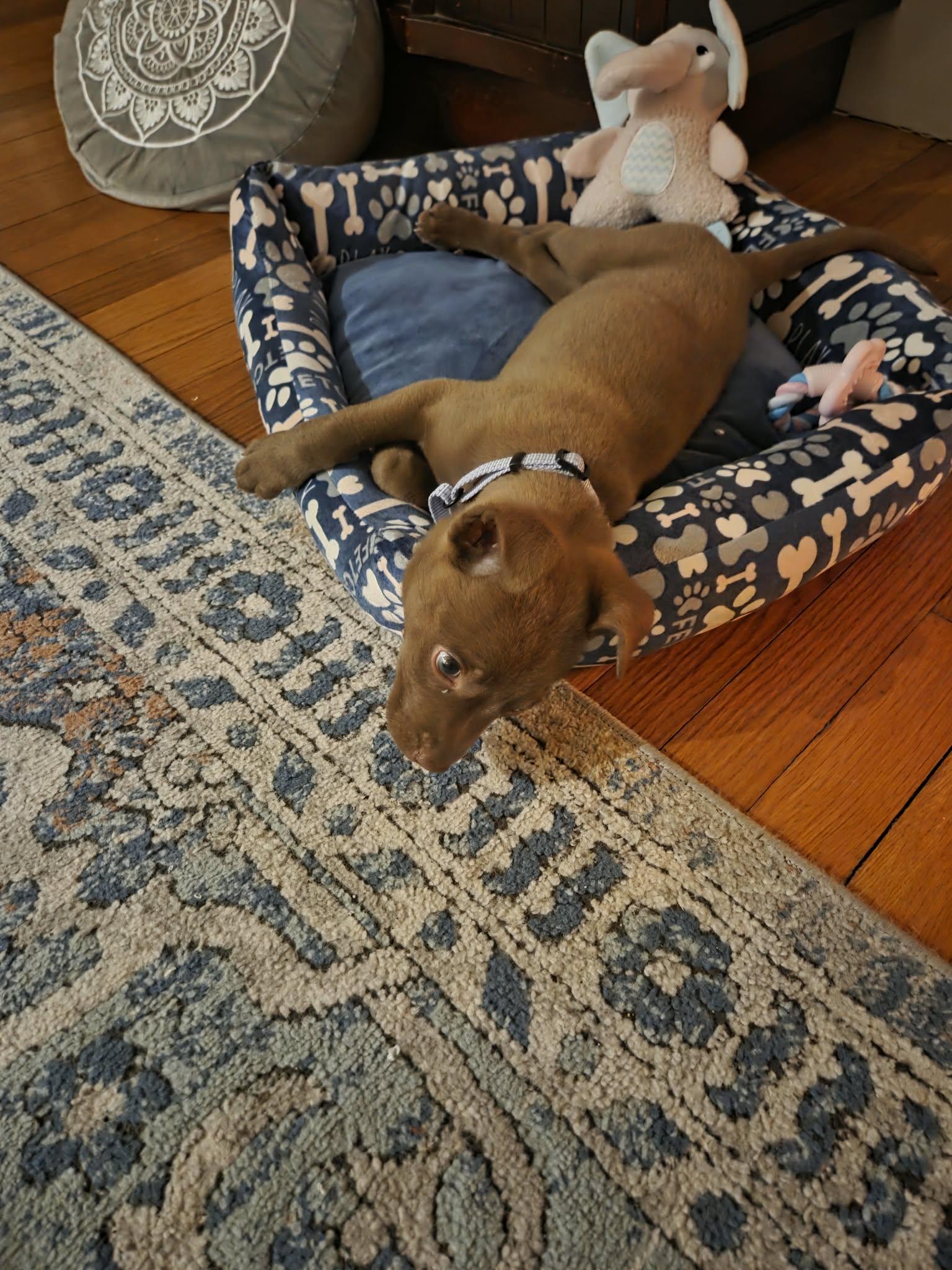 Enlarge Paris, an adopted mixed breed in Gloucester, MA image 5/6