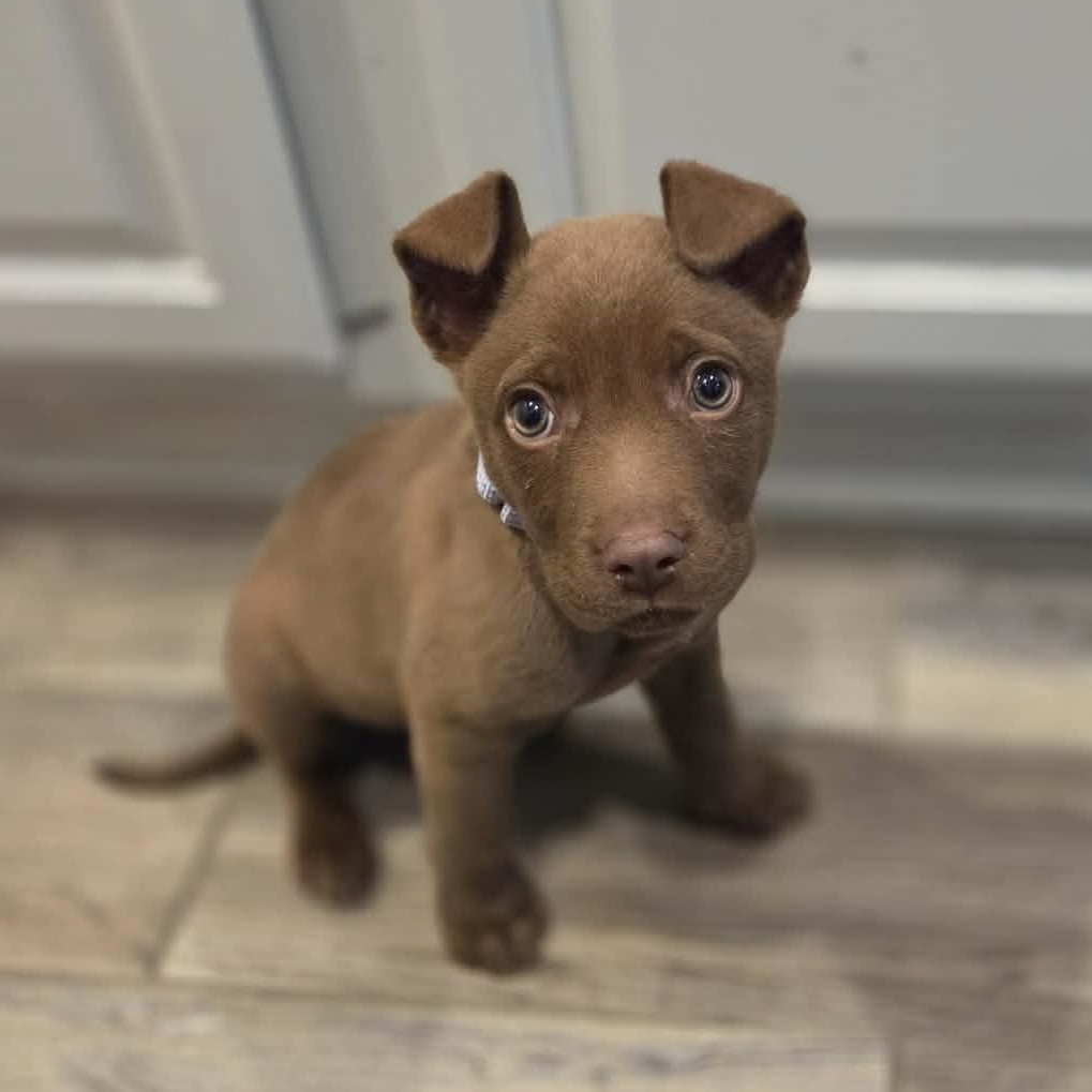 Paris, adopted, Puppy Female Chocolate Labrador Retriever.