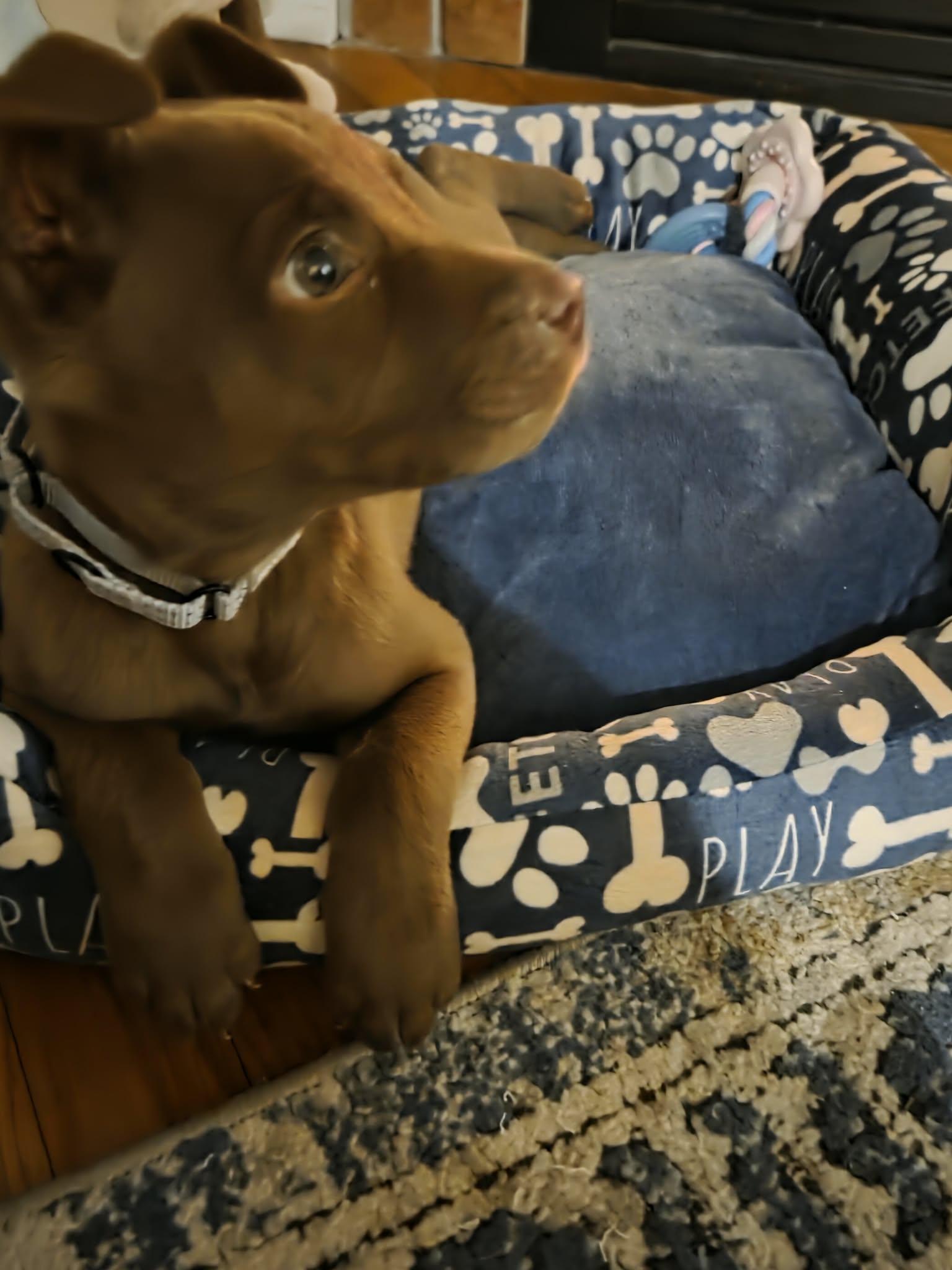 Enlarge Paris, an adopted mixed breed in Gloucester, MA image 3/6