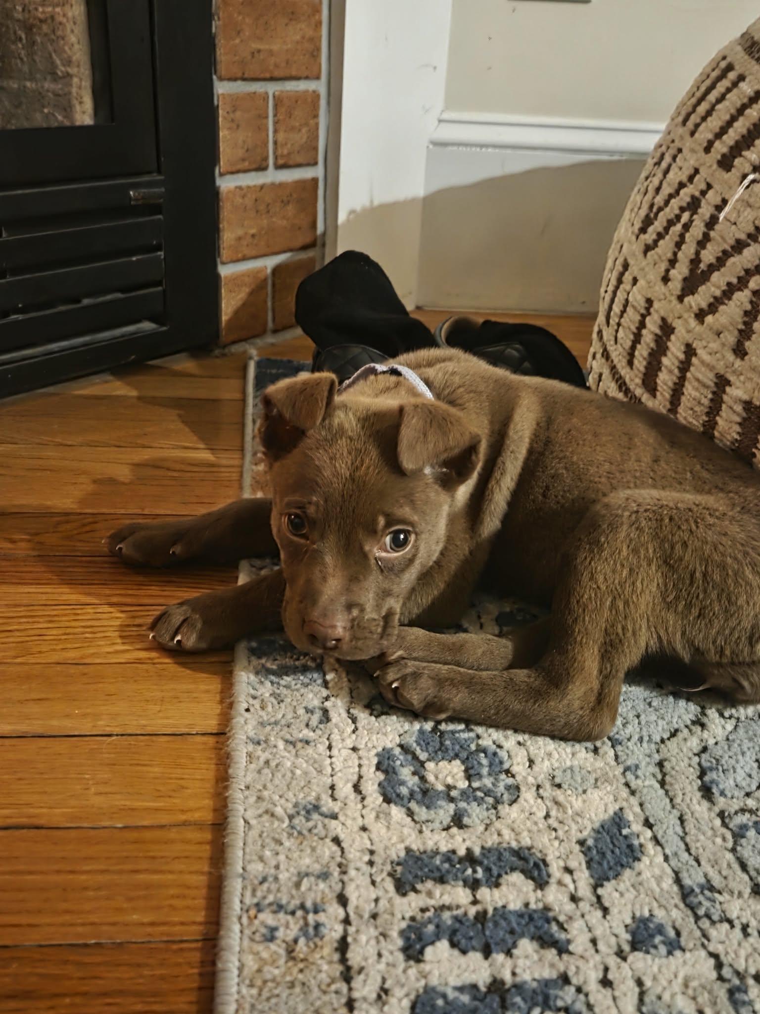 Enlarge Paris, an adopted mixed breed in Gloucester, MA image 4/6