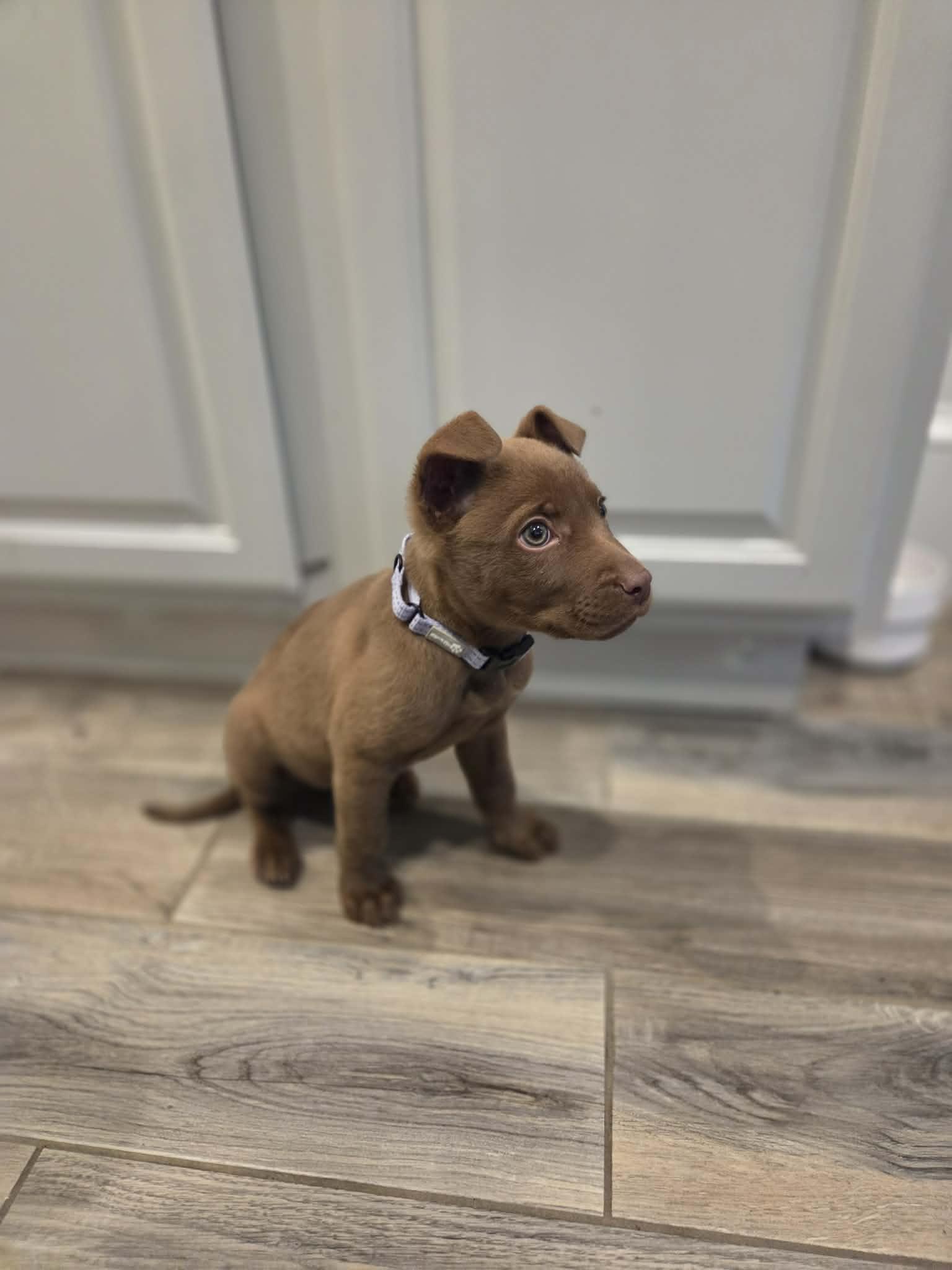 Enlarge Paris, an adopted mixed breed in Gloucester, MA image 2/6