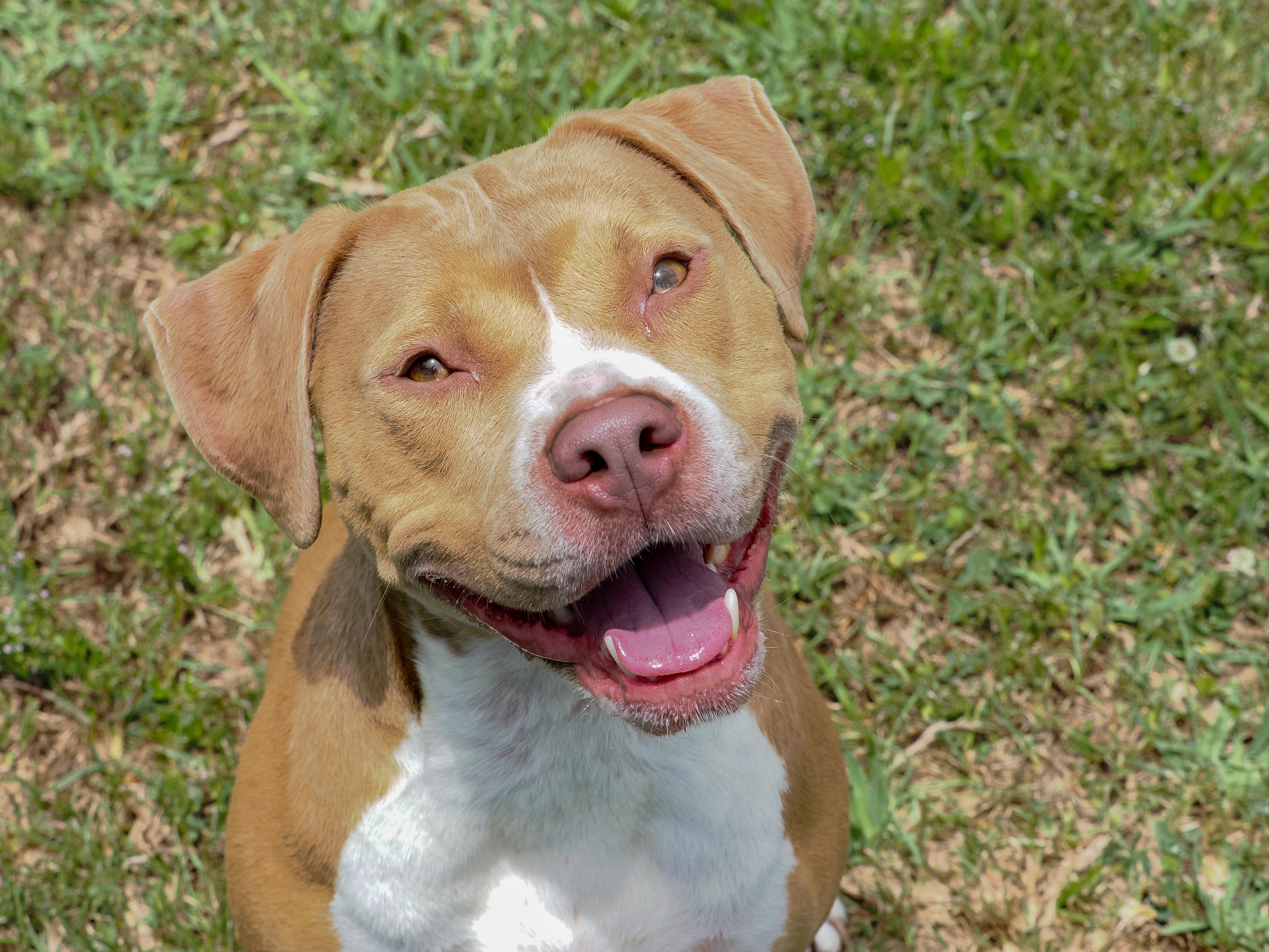 Ella, adoptable, Adult Female Mixed Breed.