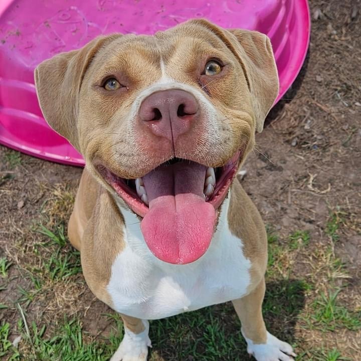 Enlarge Ella, an adoptable Mixed Breed in Myrtle Beach, SC image 2/3